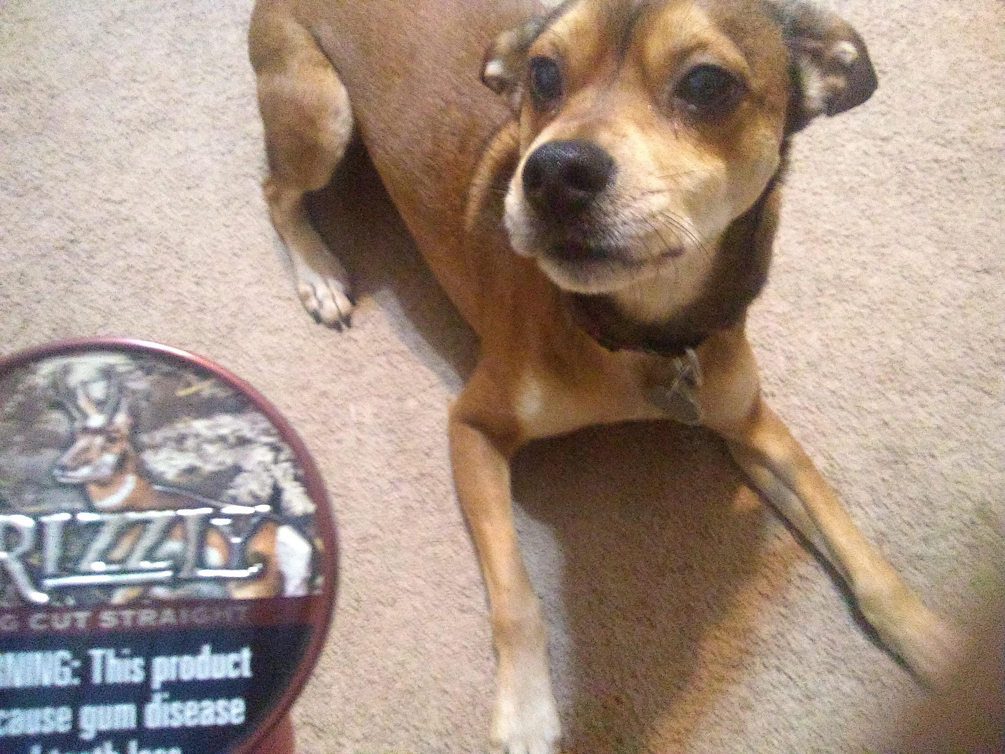 Dip and dog r/DippingTobacco