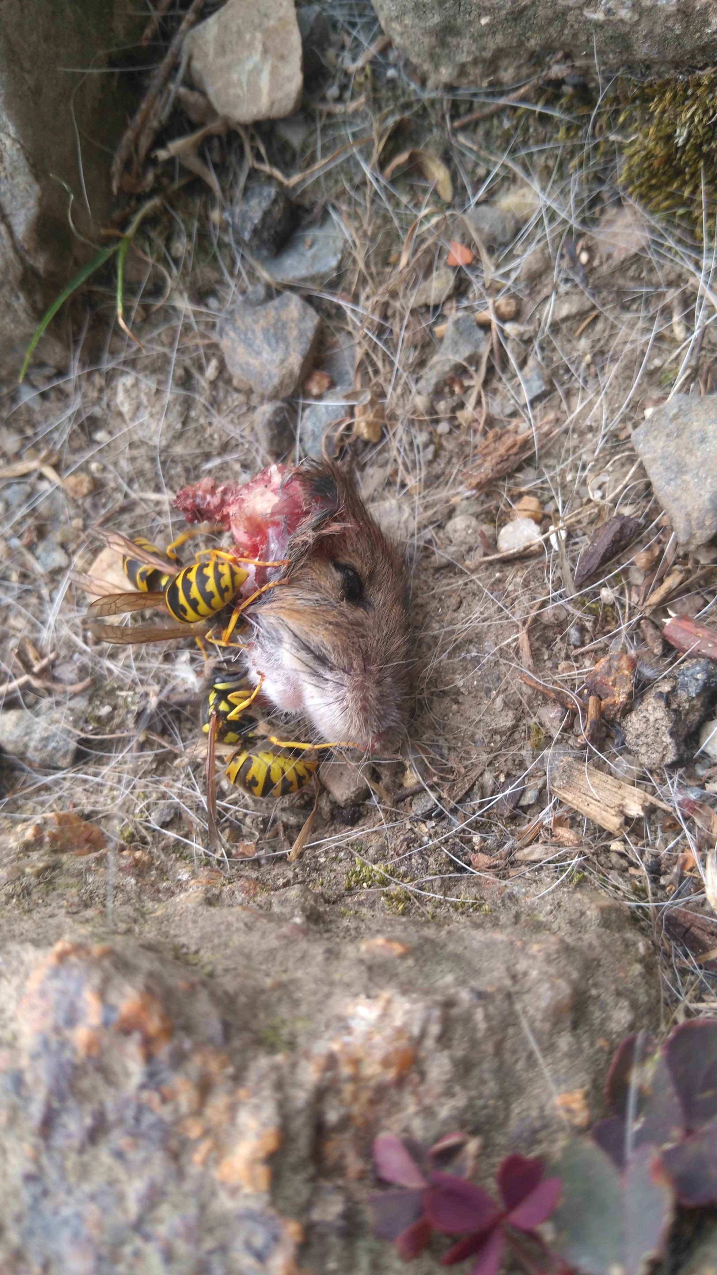 I found these wasps eating a decapitated mouse head at my front door