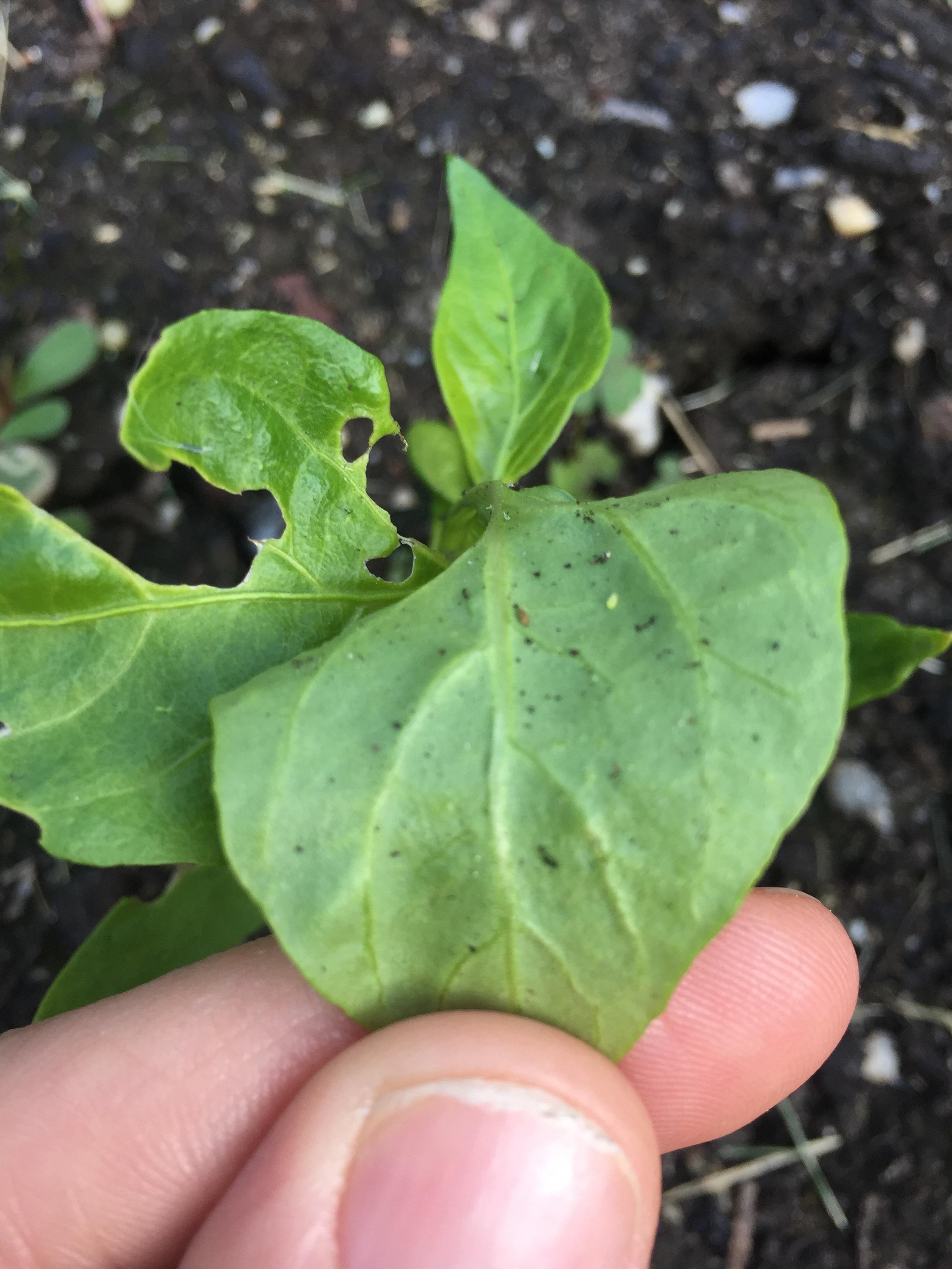 What is eating my pepper plants? r/gardening
