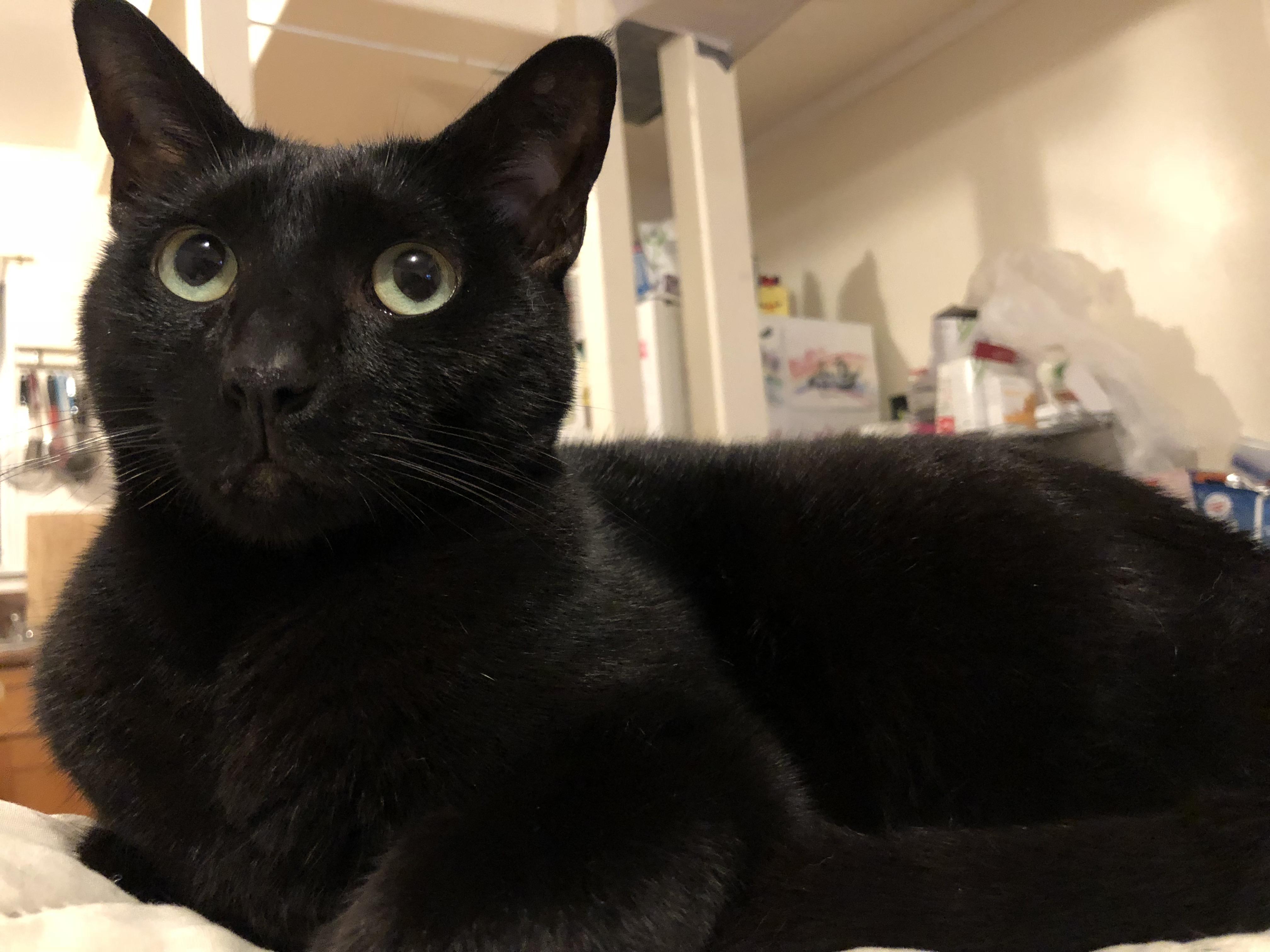 3 year old most gentle boy r/cats