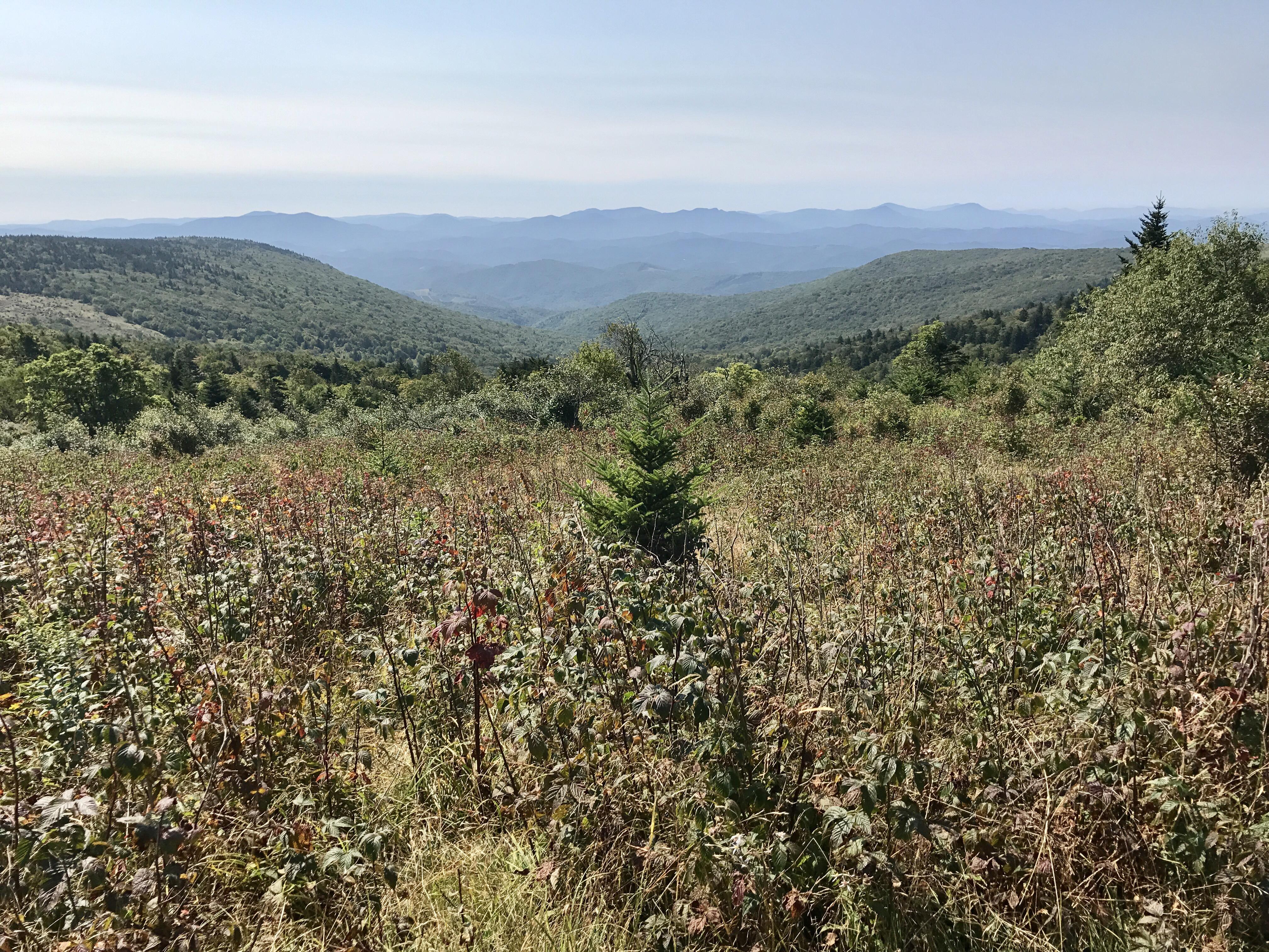 Mount Rogers, VA just below the summit trail on the AT r/hiking
