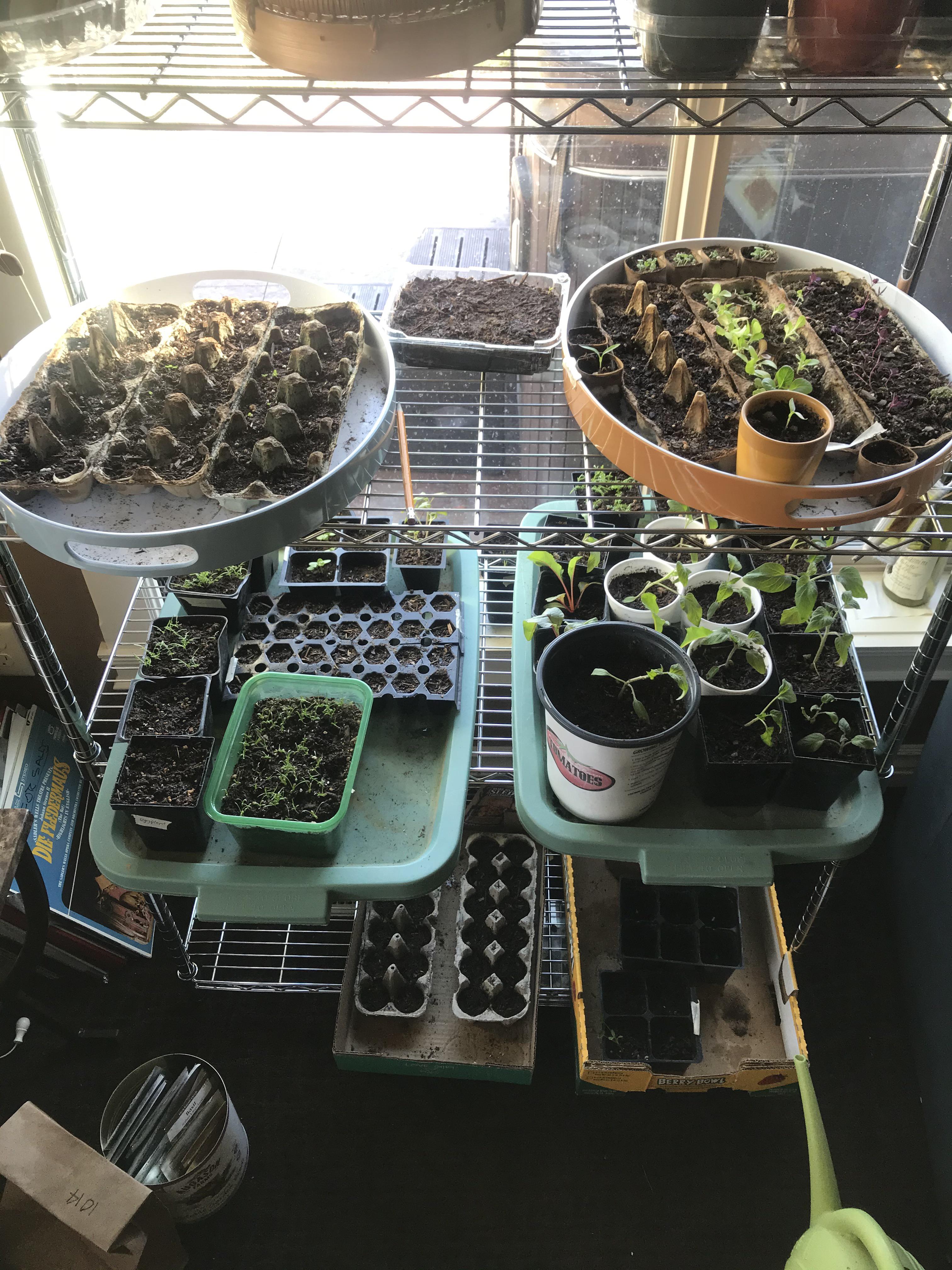 Reused egg cartons, food containers, and last years vegetable start