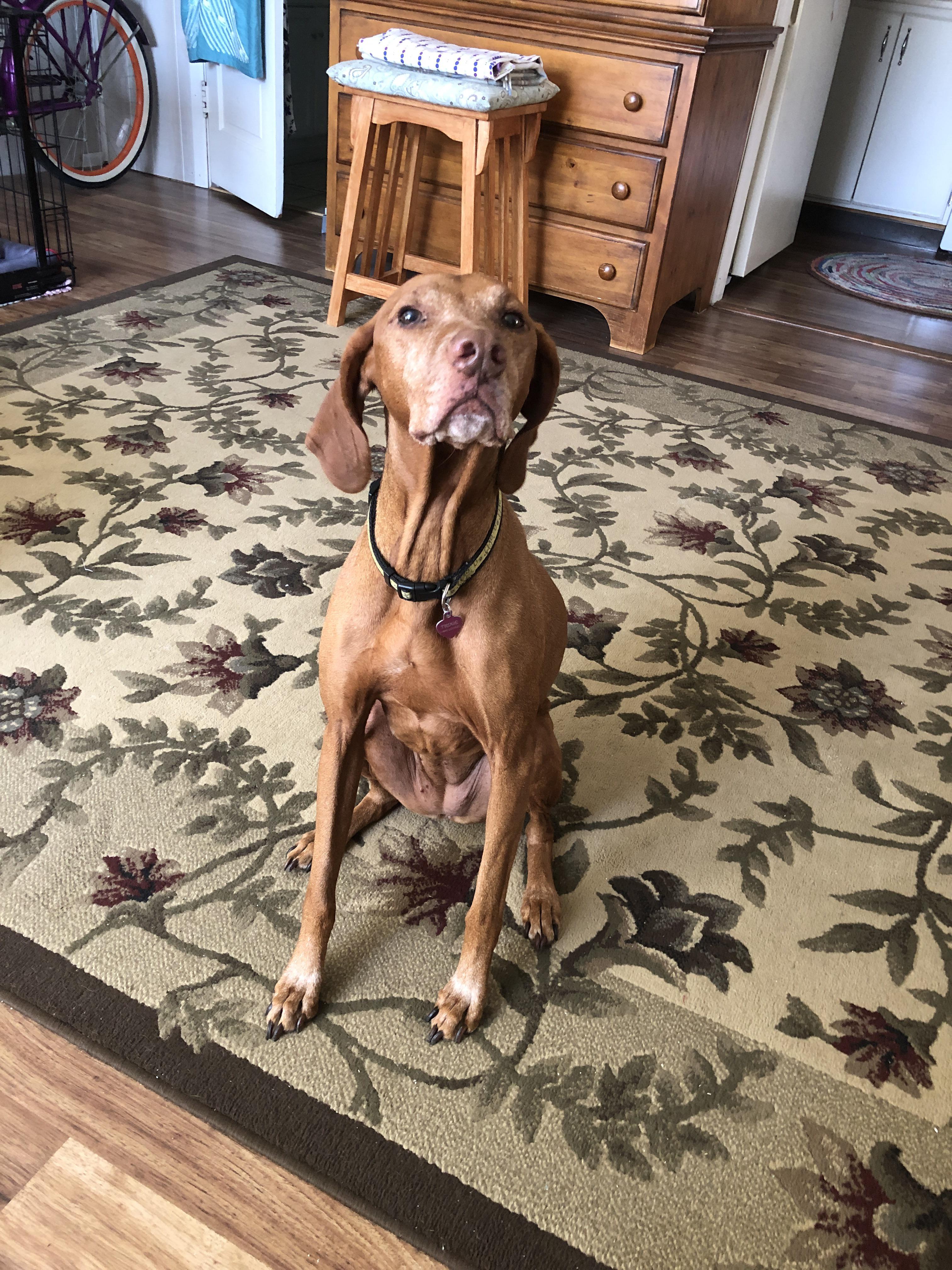 Trixie, the 8 year old baby🥰 r/vizsla