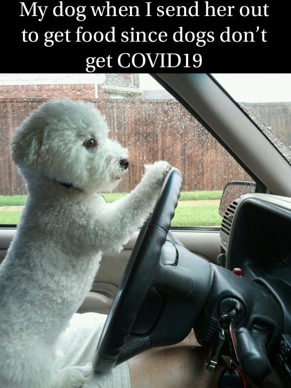 My dog during quarantine r/memes