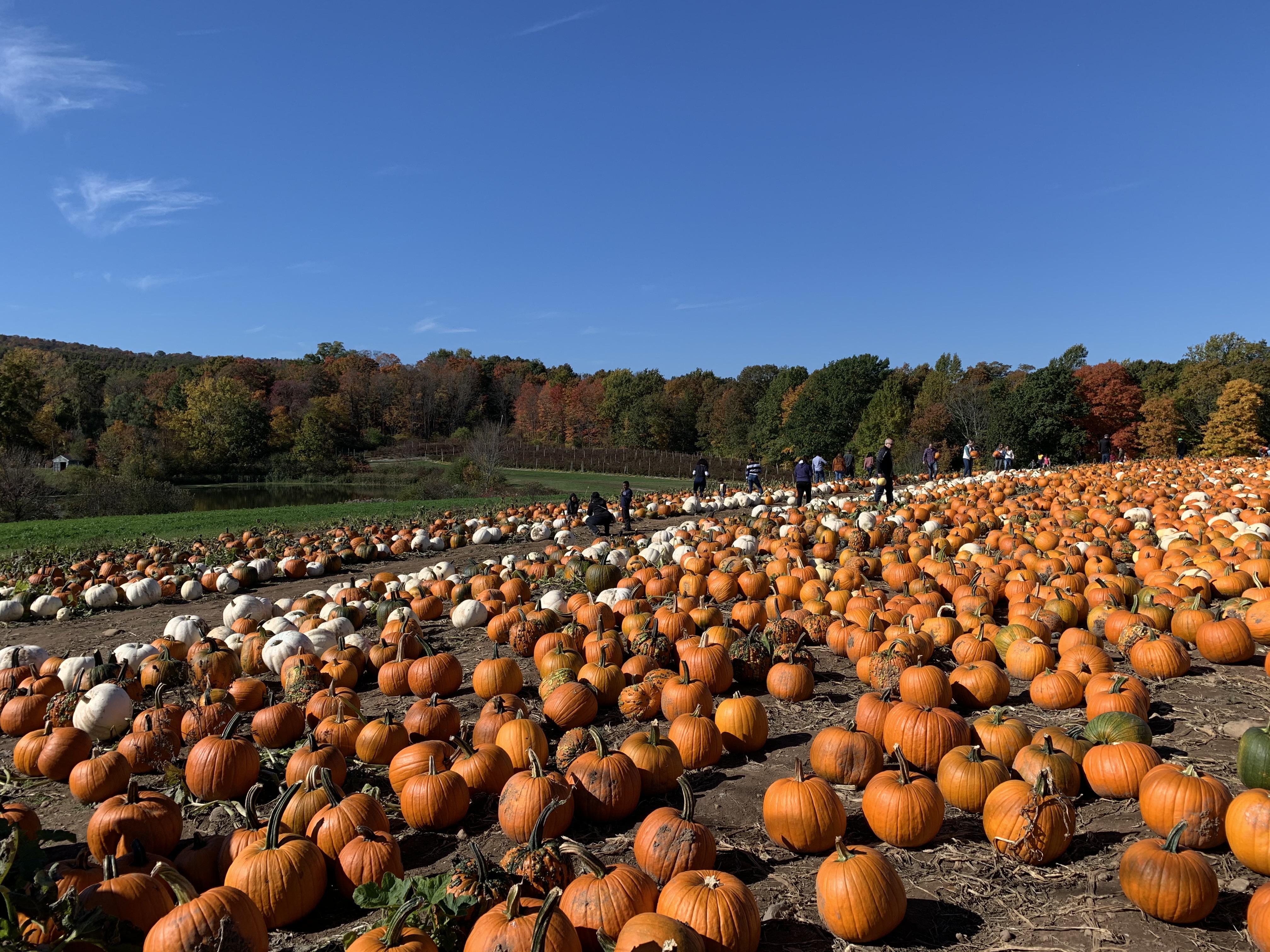 Lyman Orchard Pumpkin Patch 10.19.2019 r/Connecticut