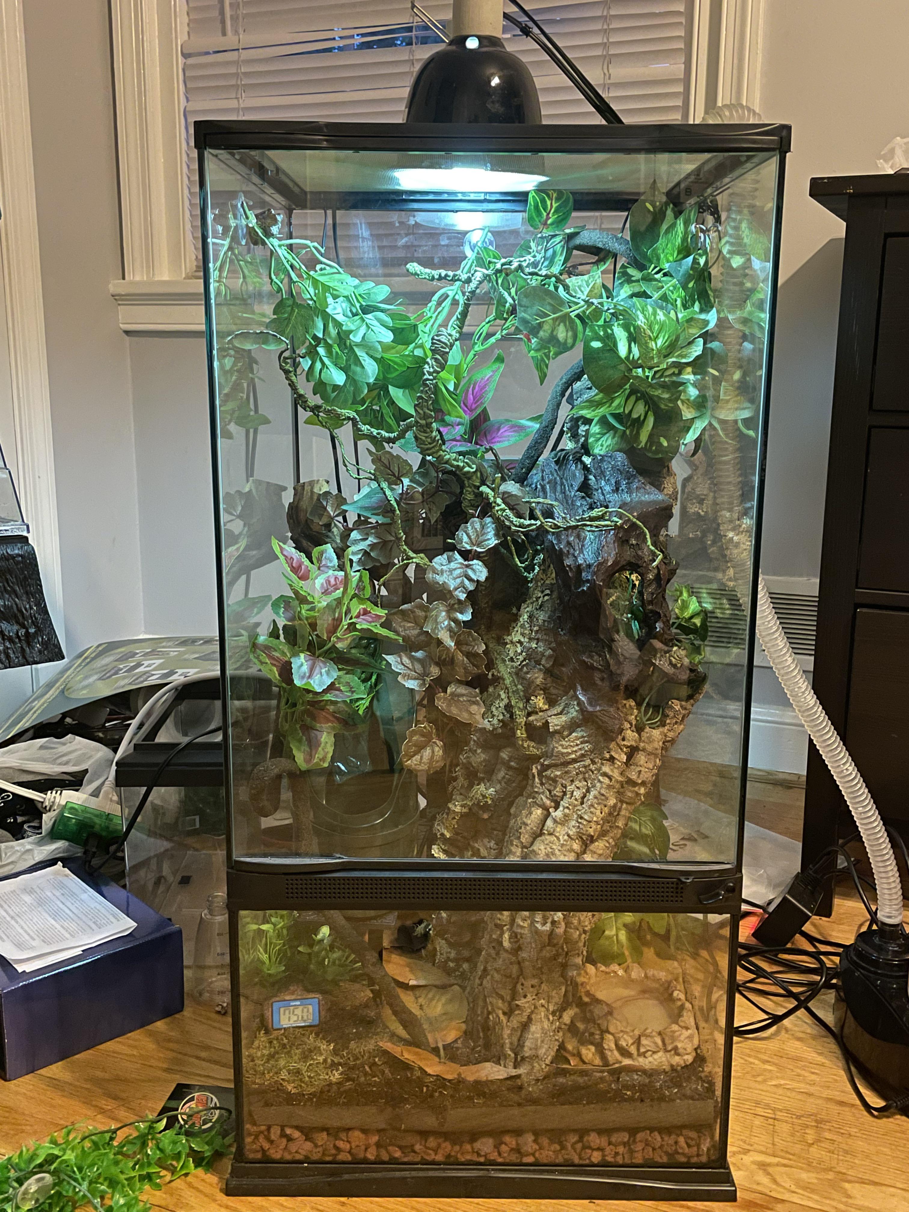 Green Tree Frog Tank