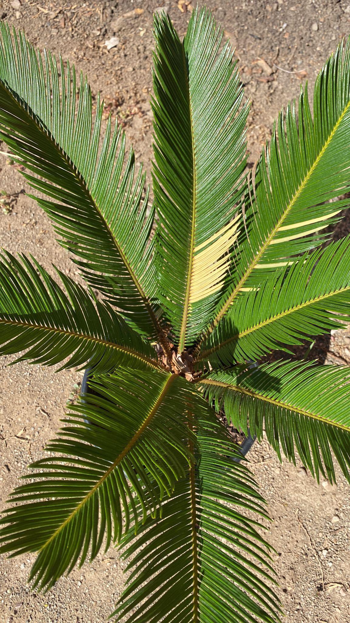 Why is my Sago palm fronds turning yellow? r/gardening