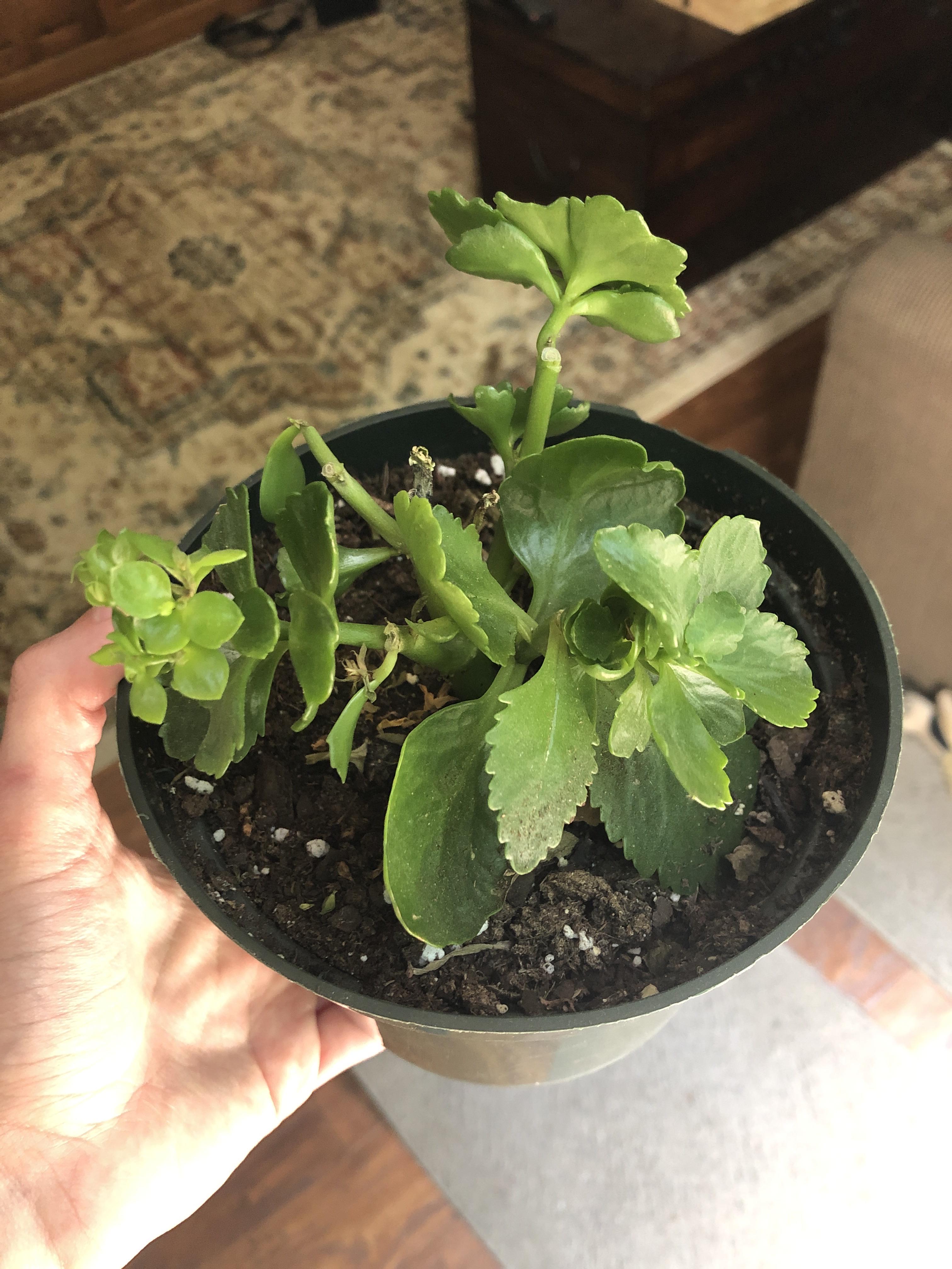 Kalanchoe began suddenly dropping leaves about a month ago; used to
