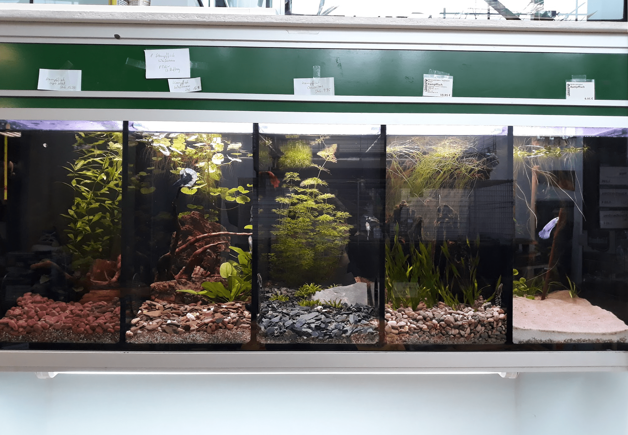 How Betta fish are kept and sold in Germany (I also posted this to r/bettafish but I think there