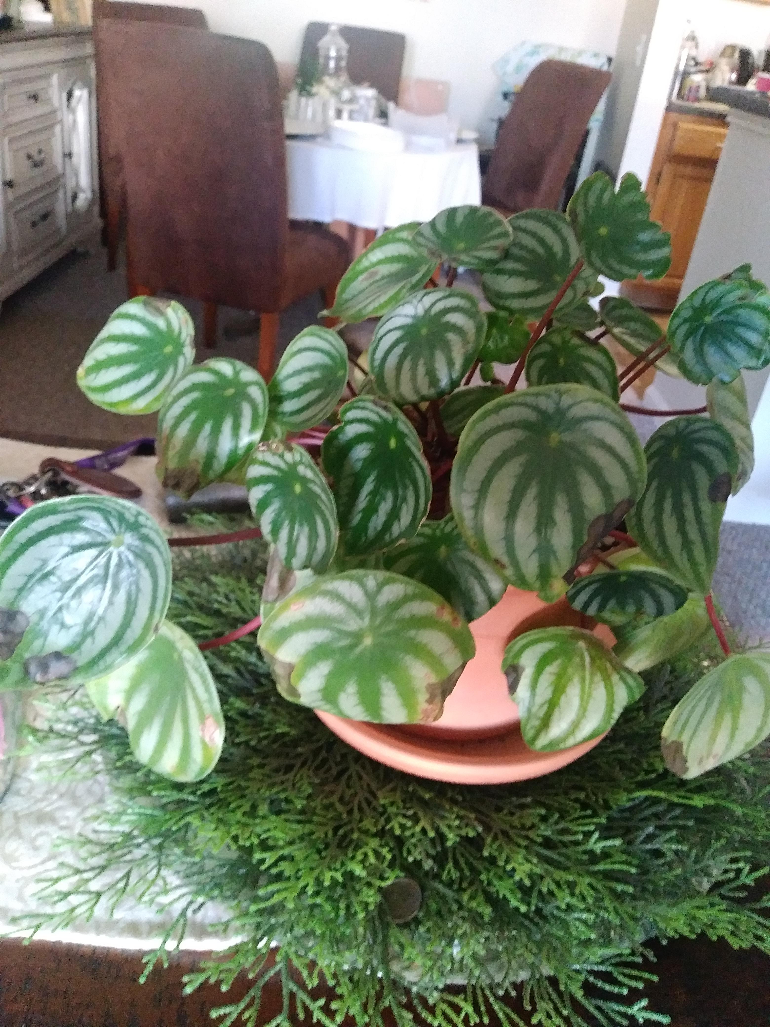 Why is my watermelon peperomia getting brown spots? r/plantclinic