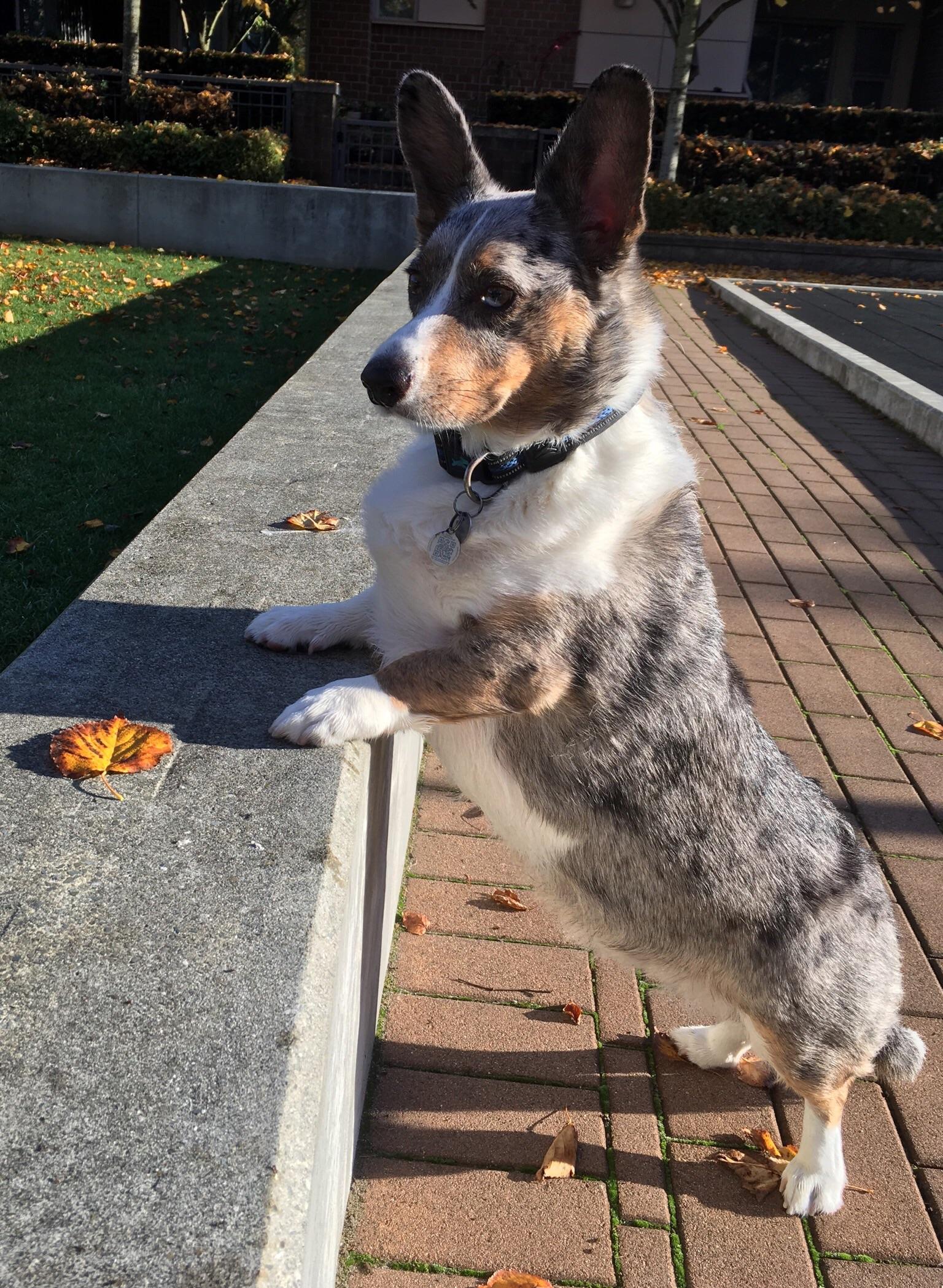 Sherlock. Our Blue Merle Cardigan 4 years old today!