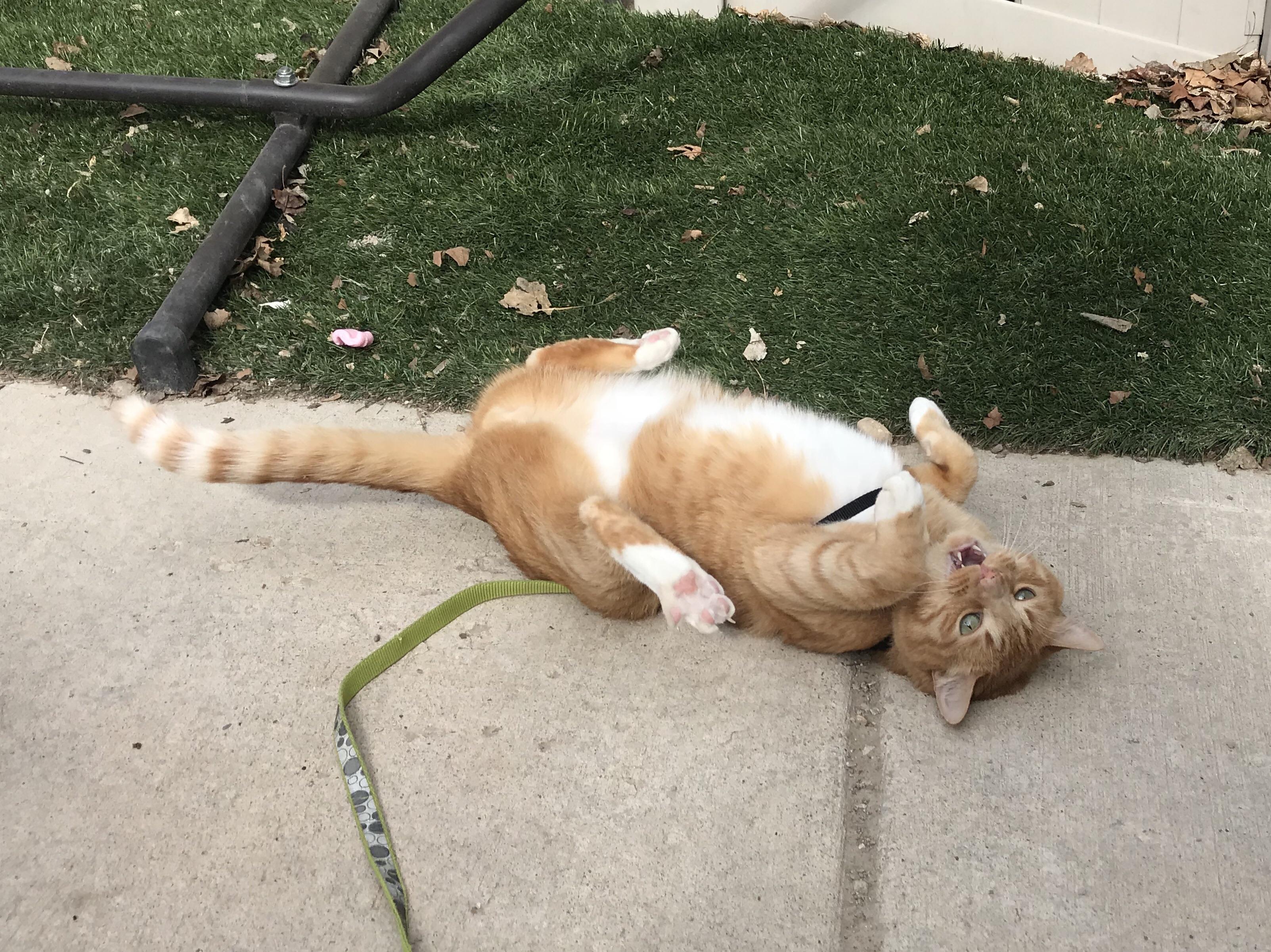 Took my indoor cat in my backyard on a harness today... didn’t end up