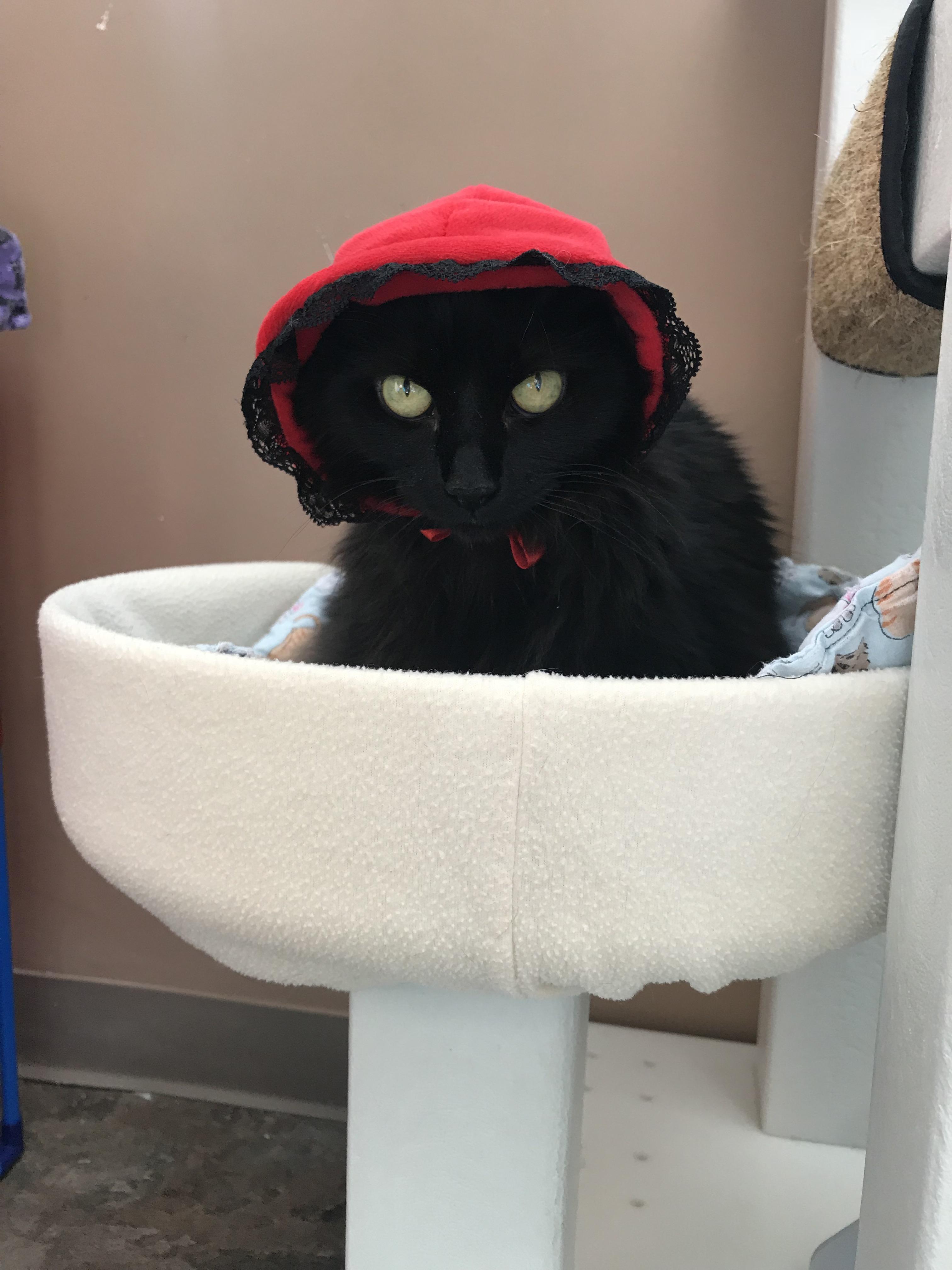 My friend went to Japan and got me some cat hats. I think she’s a very pretty lady. r/cats