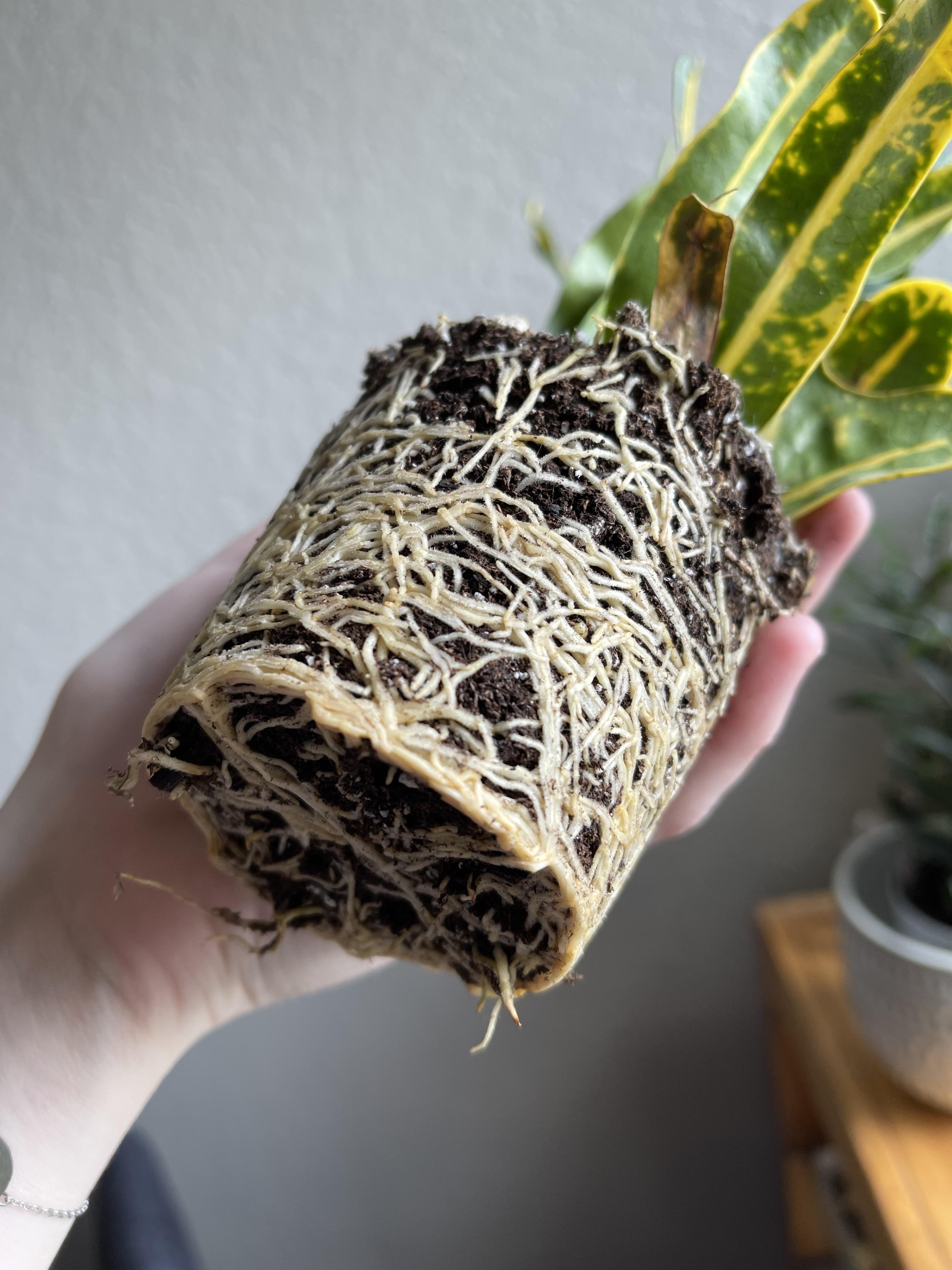 Banana Croton roots r/rootporn