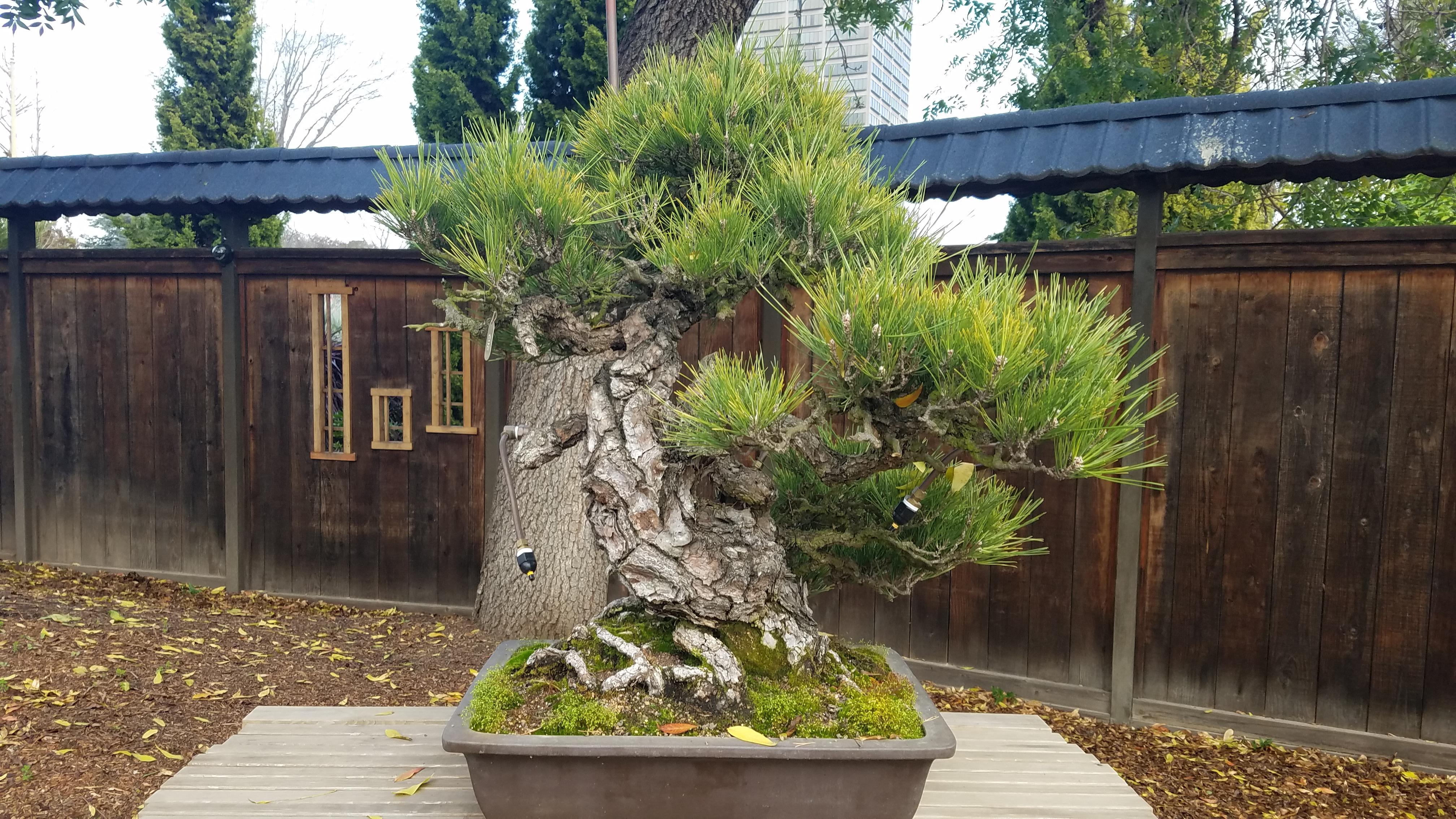 400 year old Japanese Black Pine at the Golden State Bonsai Federation
