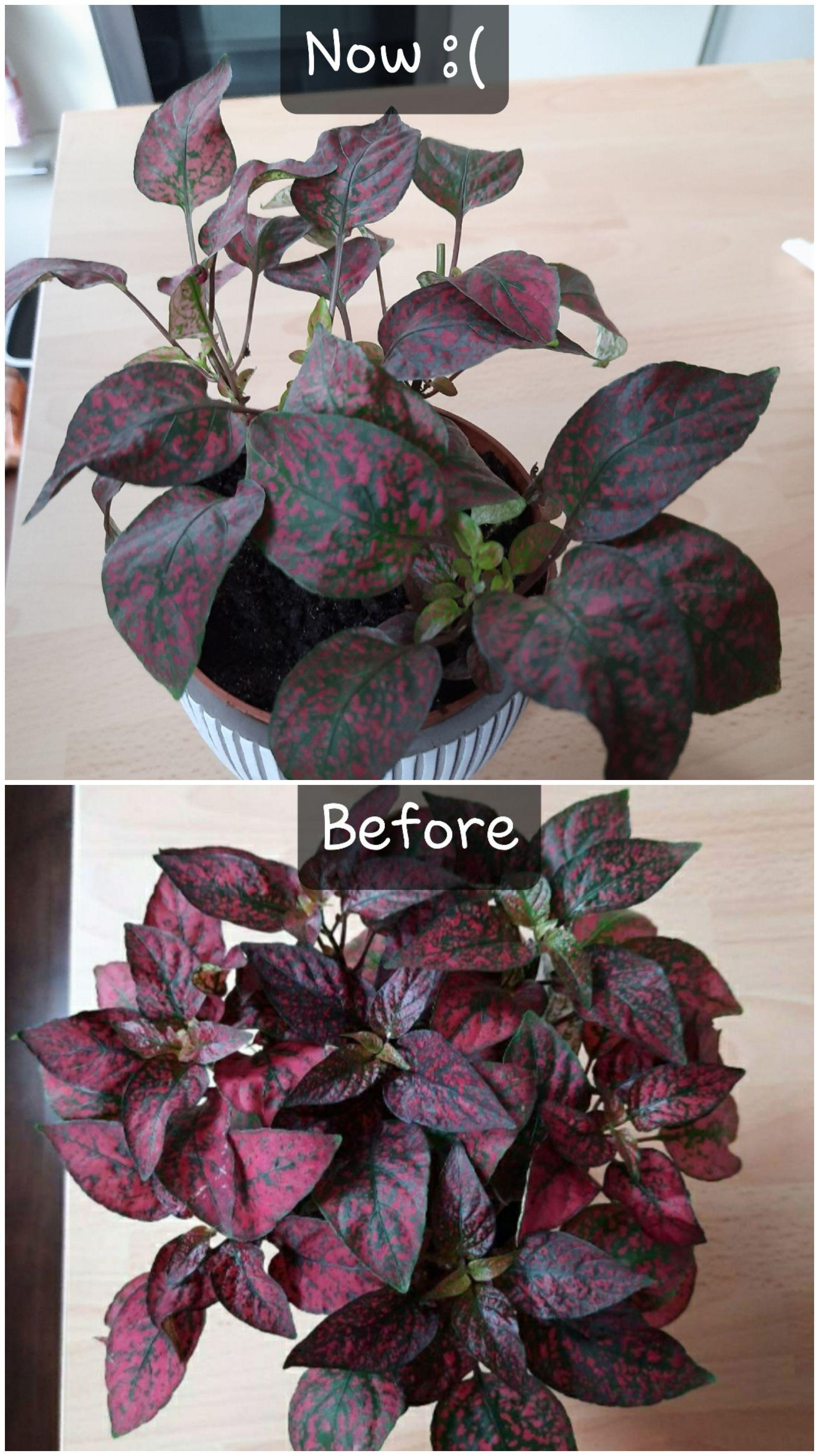 Can anyone help me understand why my polka dot plant is dying? I