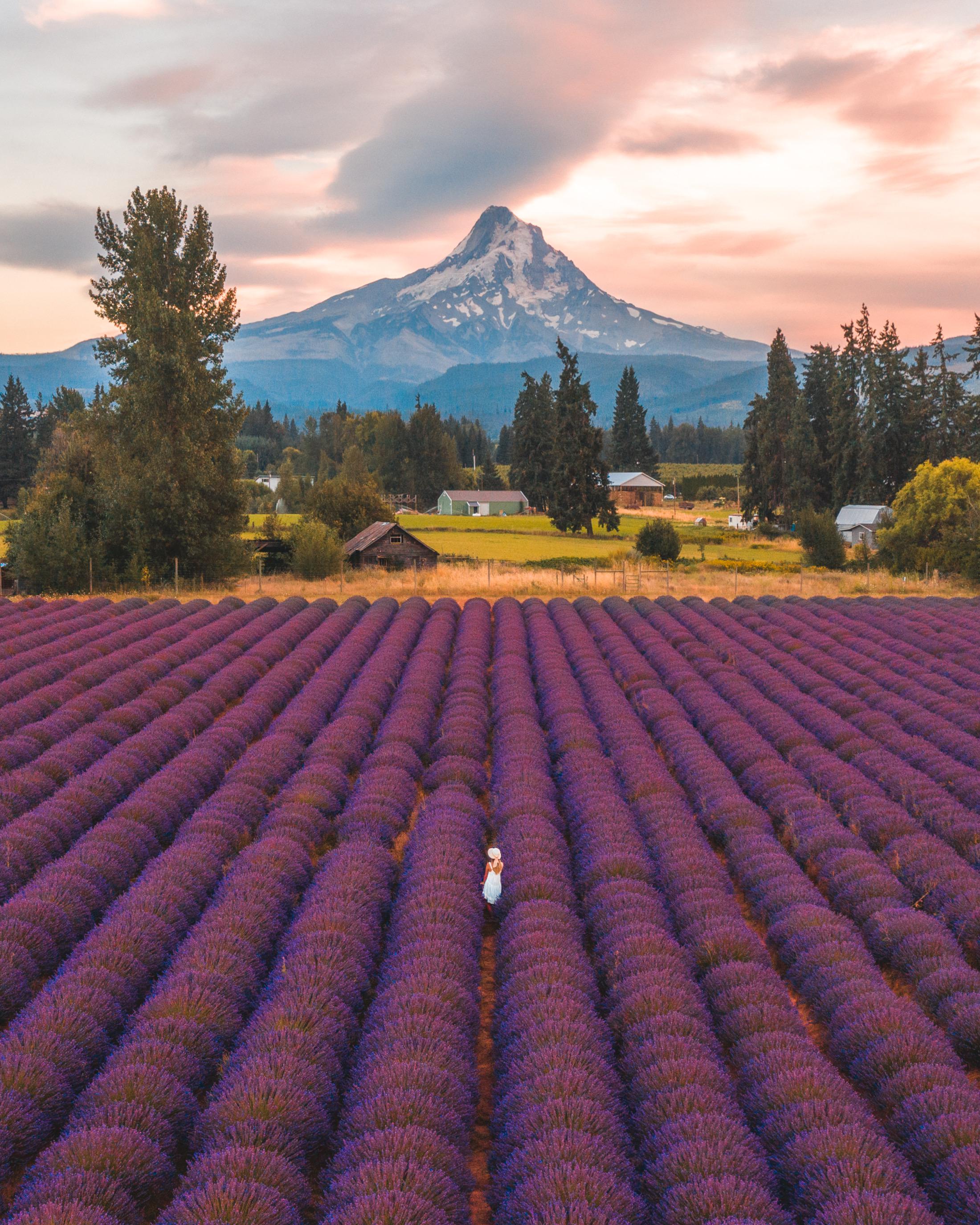 Aerial views of Mount Hood over Lavender Fields in Oregon IG
