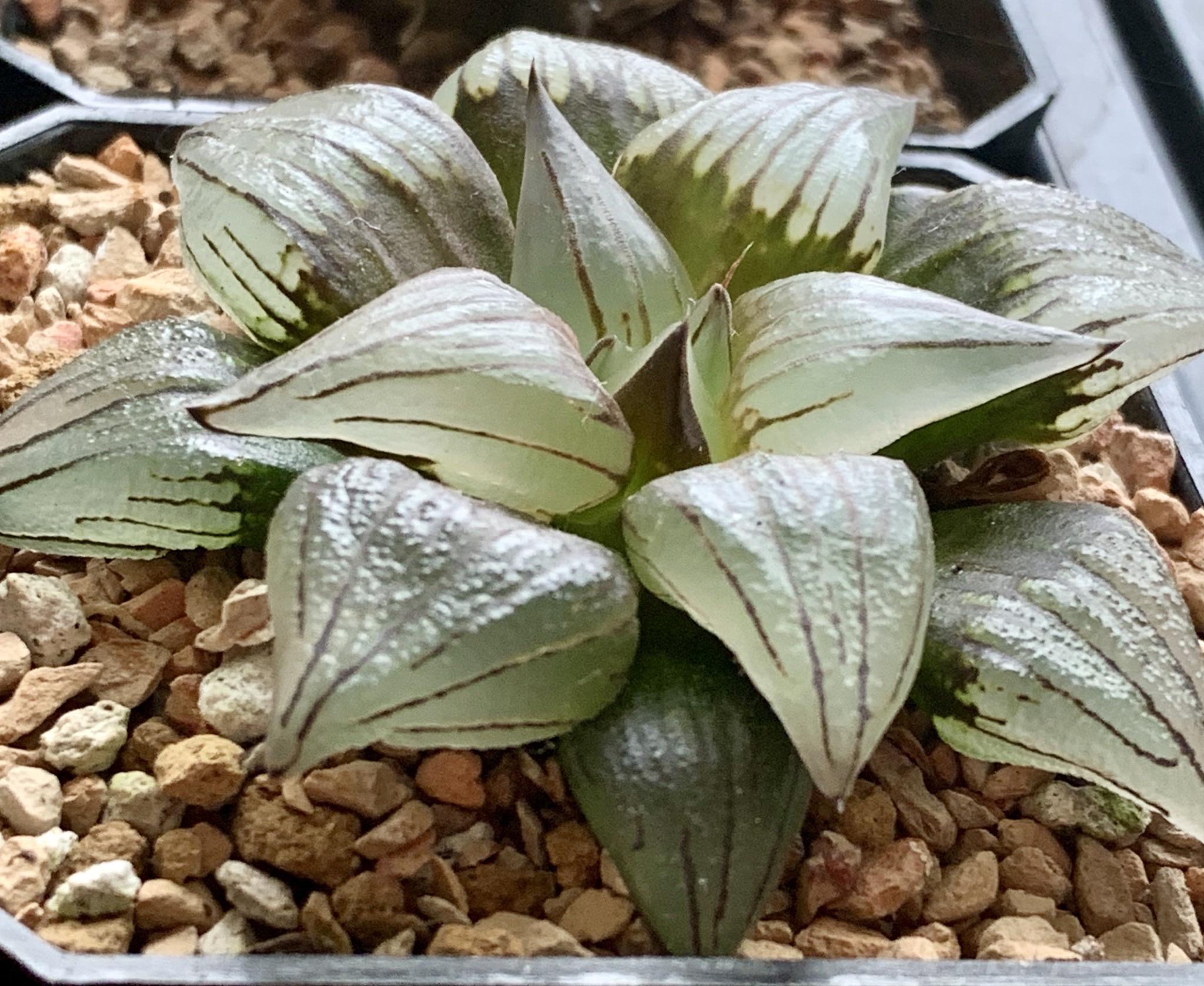 Crystals r/haworthia