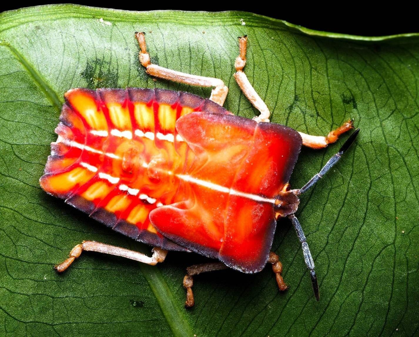 🔥 Lychee Stink Bug is Poisonous and 🔥🔥🔥🔥 NatureIsFuckingLit