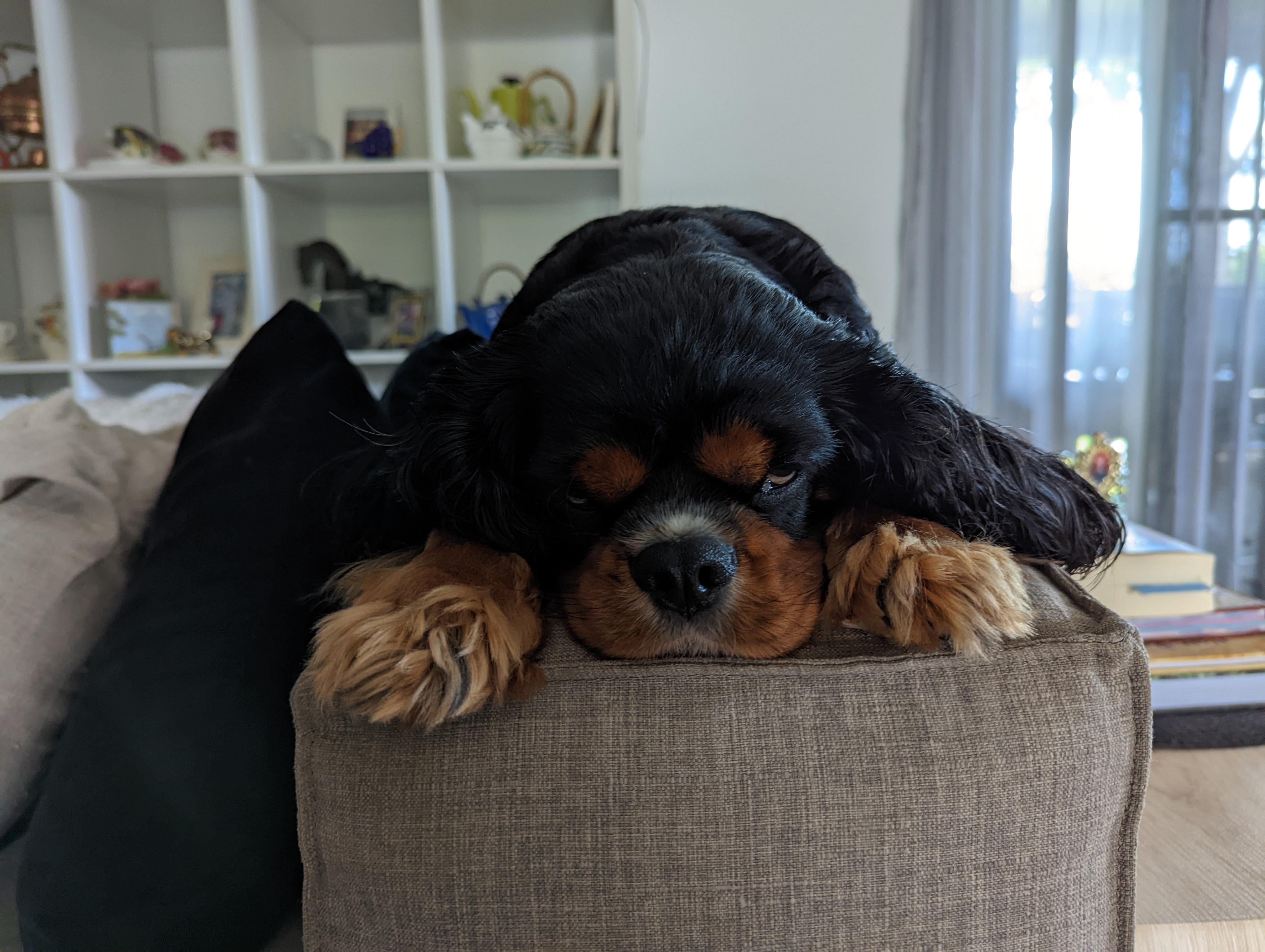 If you let them, how many hours a day do you think your cavalier would