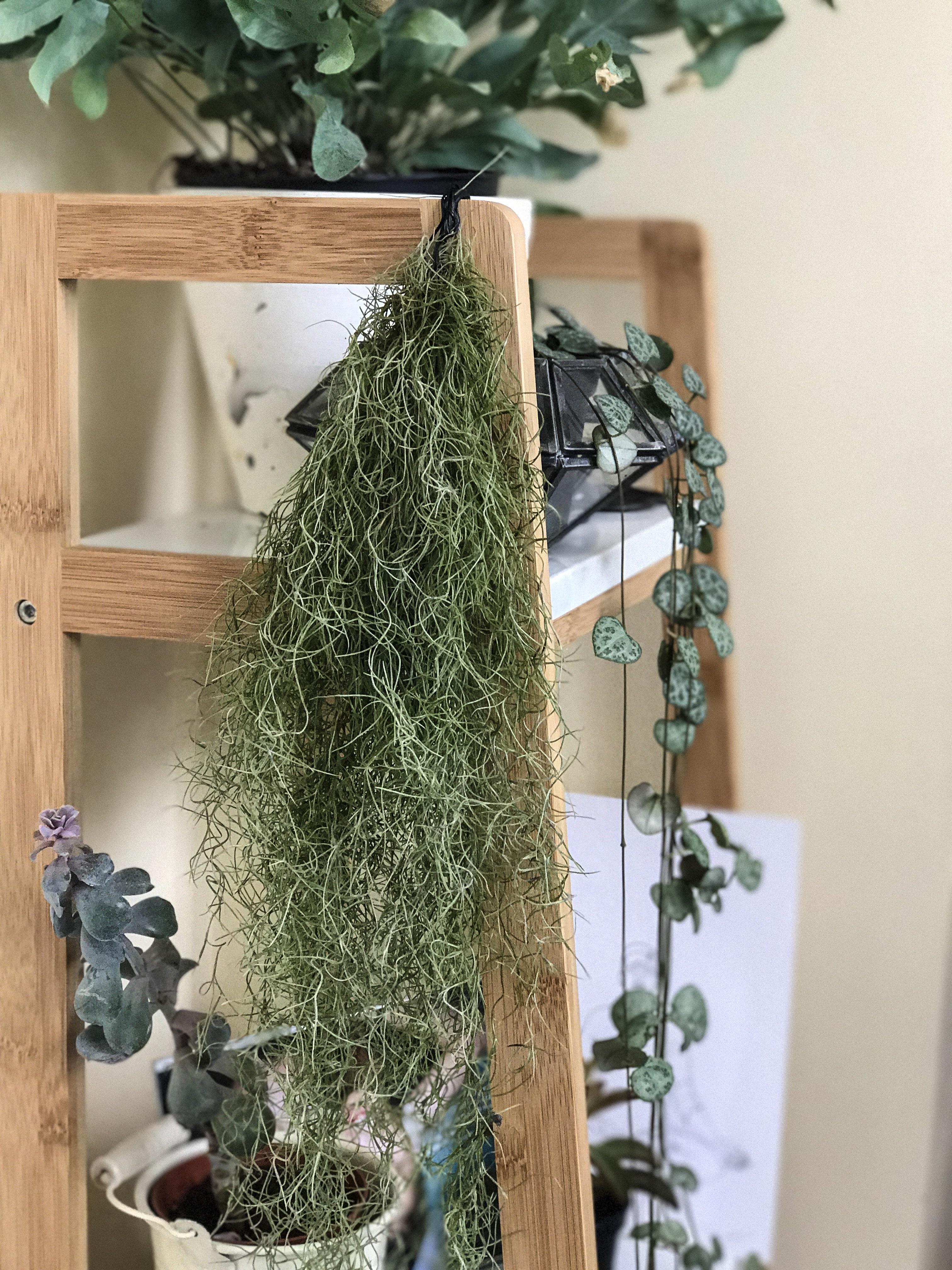 My brand new, beautifully bushy hanging Tillandsia! I've never seen one