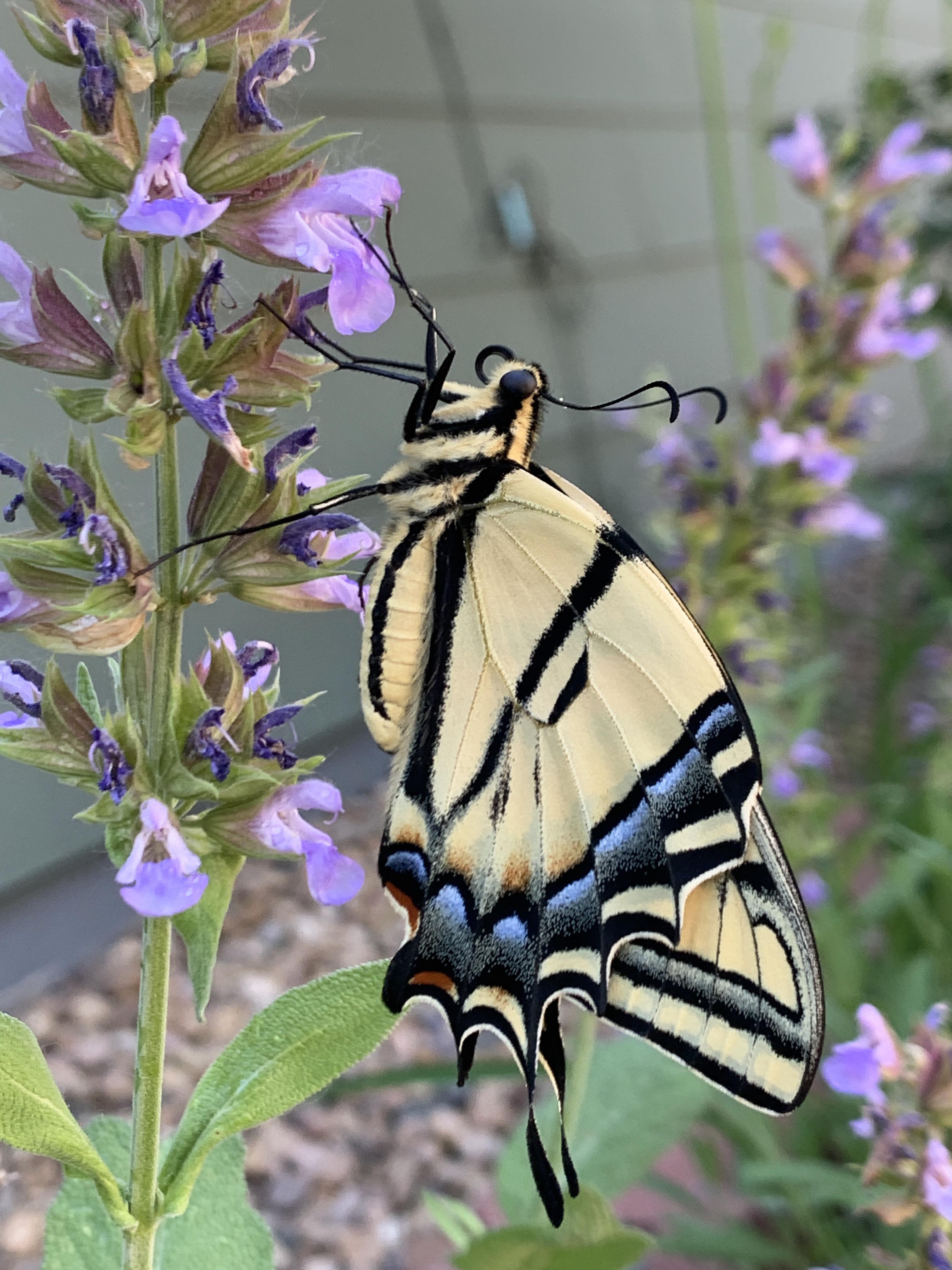 Butterfly on sage gardening