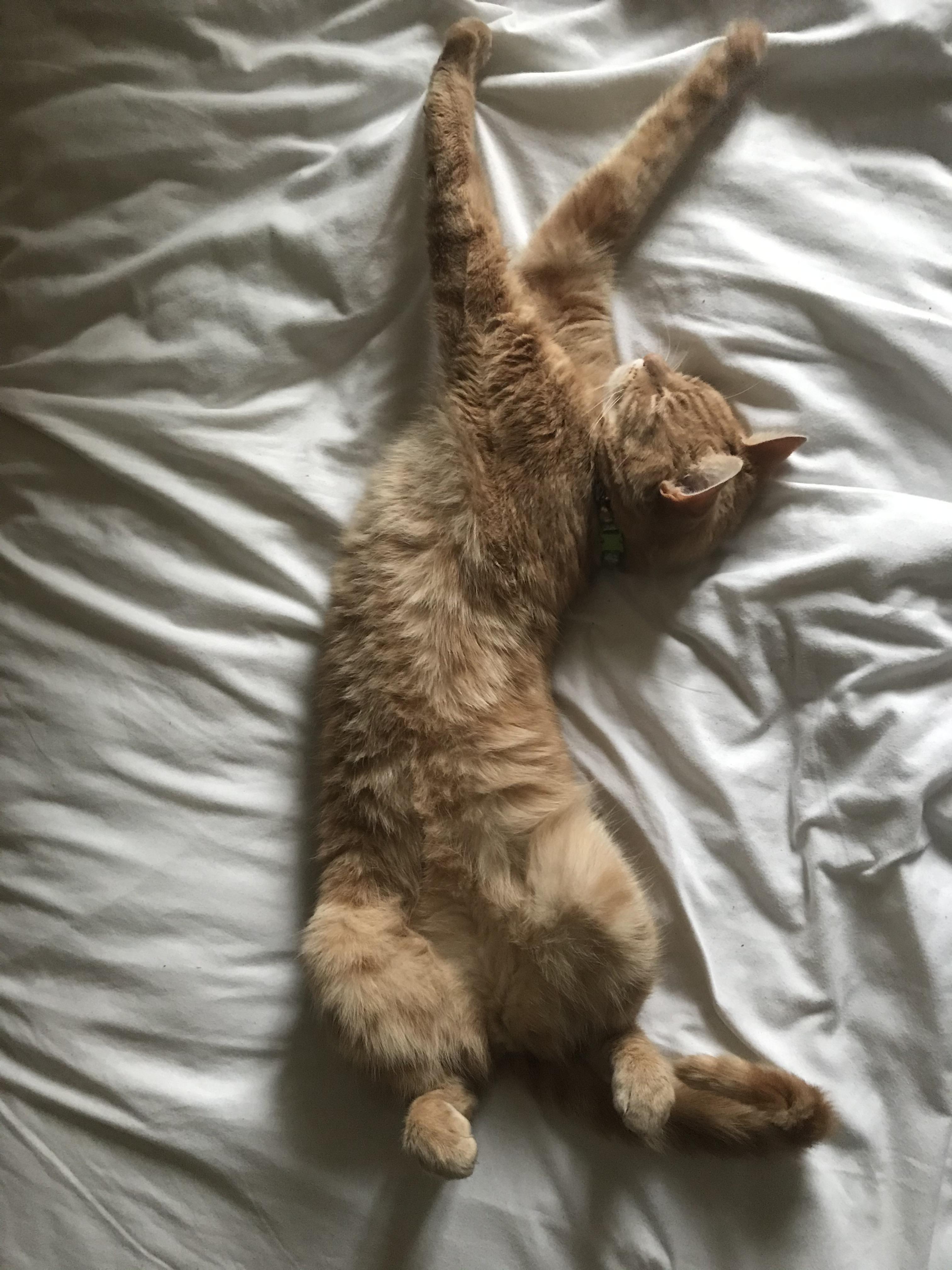 Cat limbs r/StretchyKitties