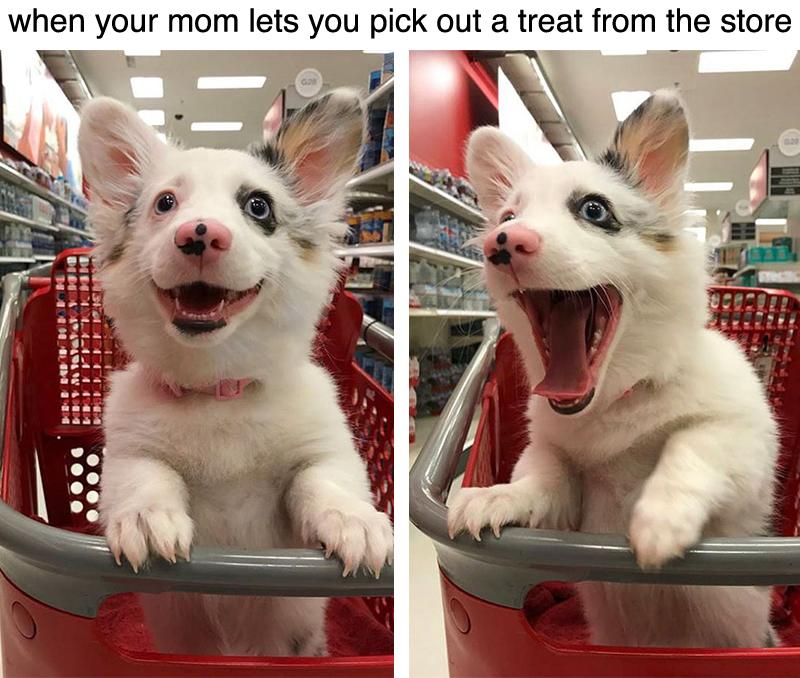 Best shopping day ever r/wholesomememes