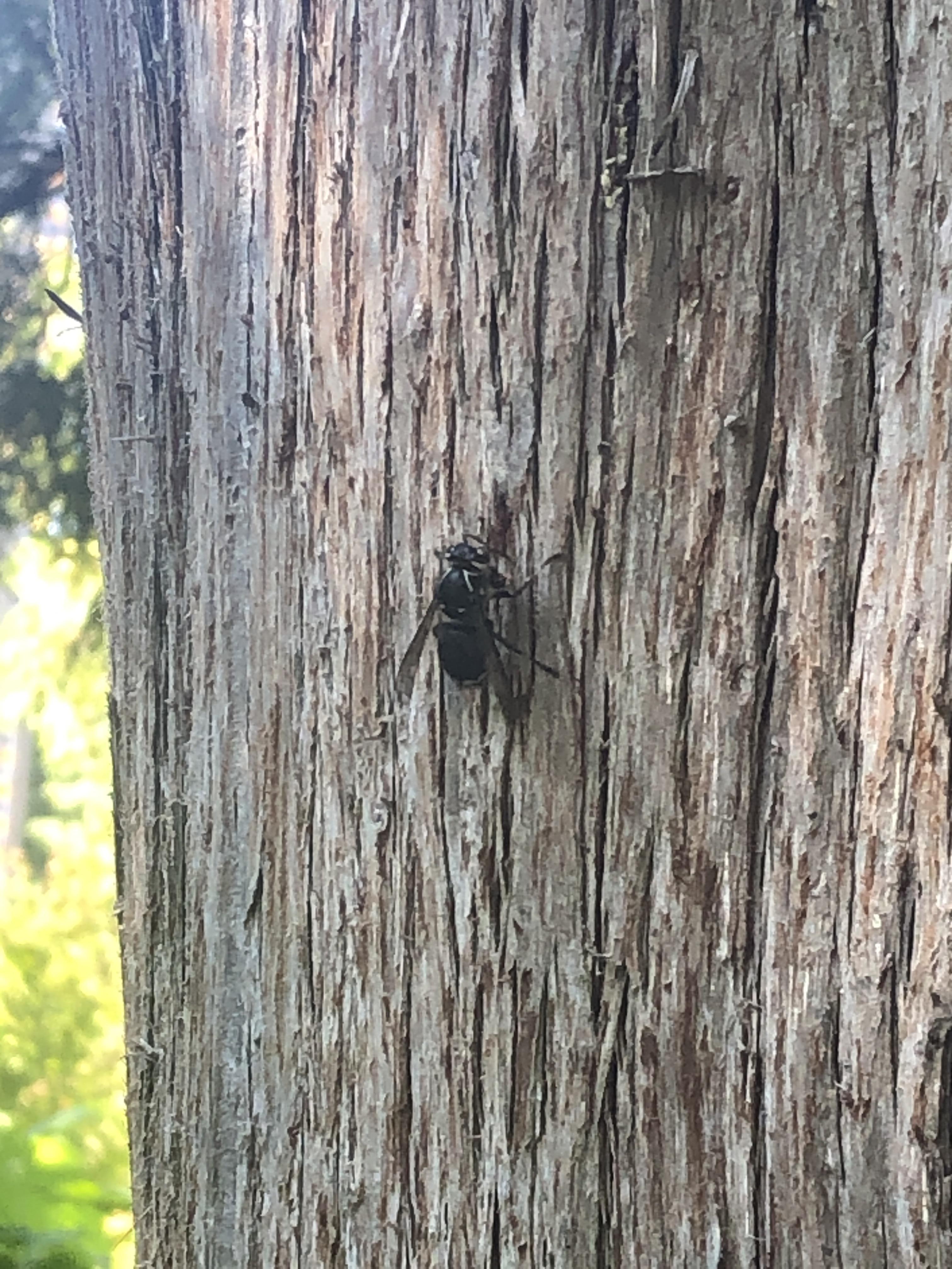 what insect is this? found on an eastern white cedar tree on UBC campus