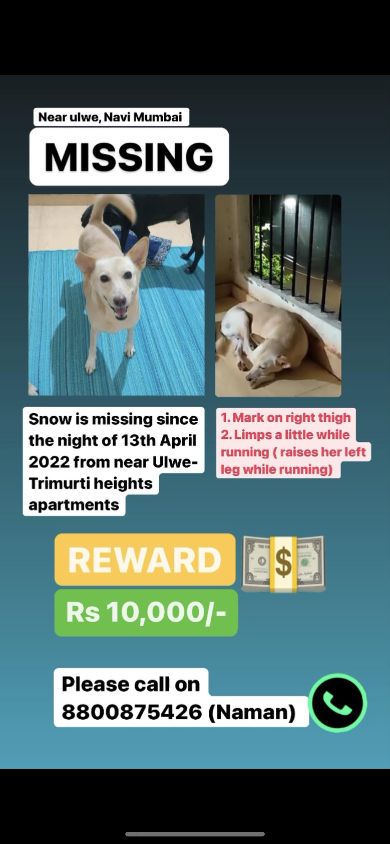 Missing dog NAVI Mumbai since 13 April 2022! Please help r/mumbai