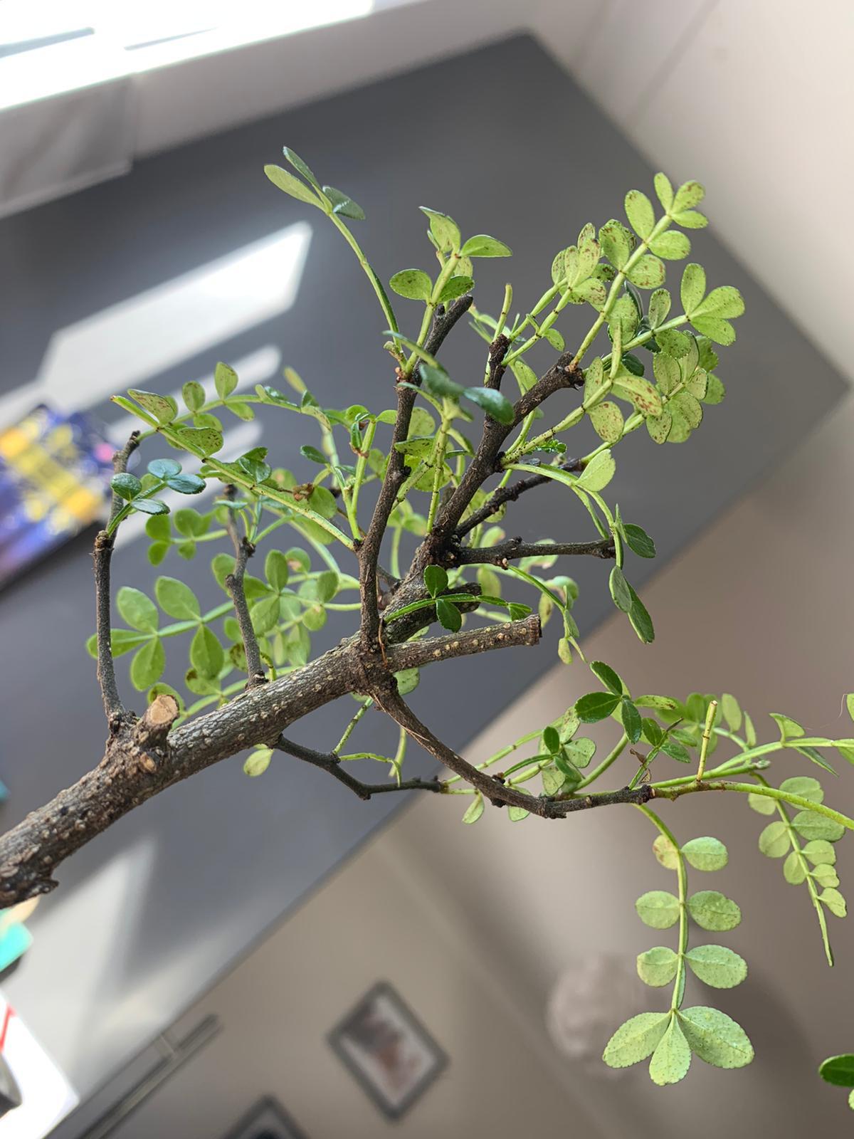 My Japanese pepper tree bonsai has brown spots on the bottom of its