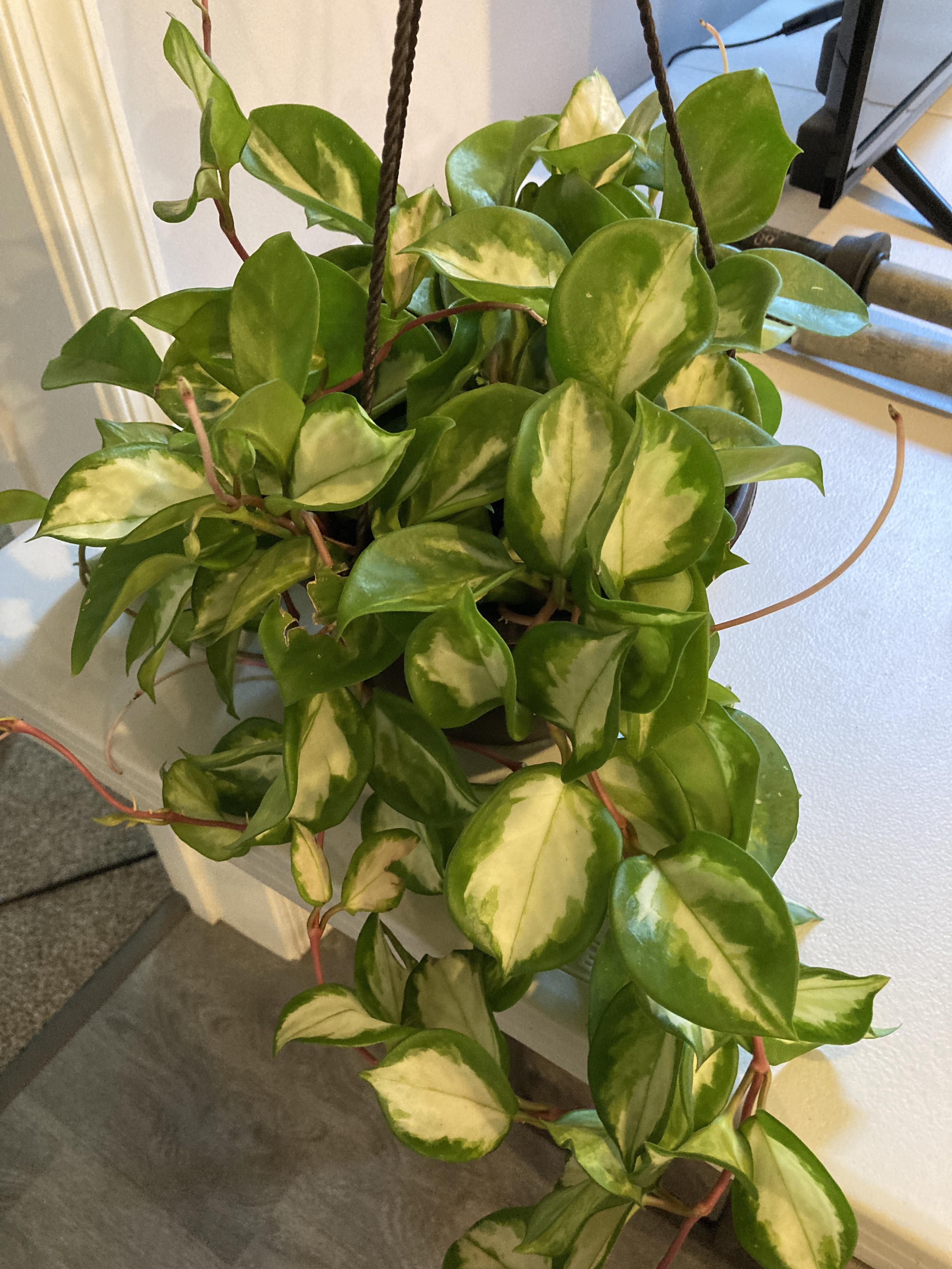 Hoya ID please. Picked up at Lowe’s today r/hoyas