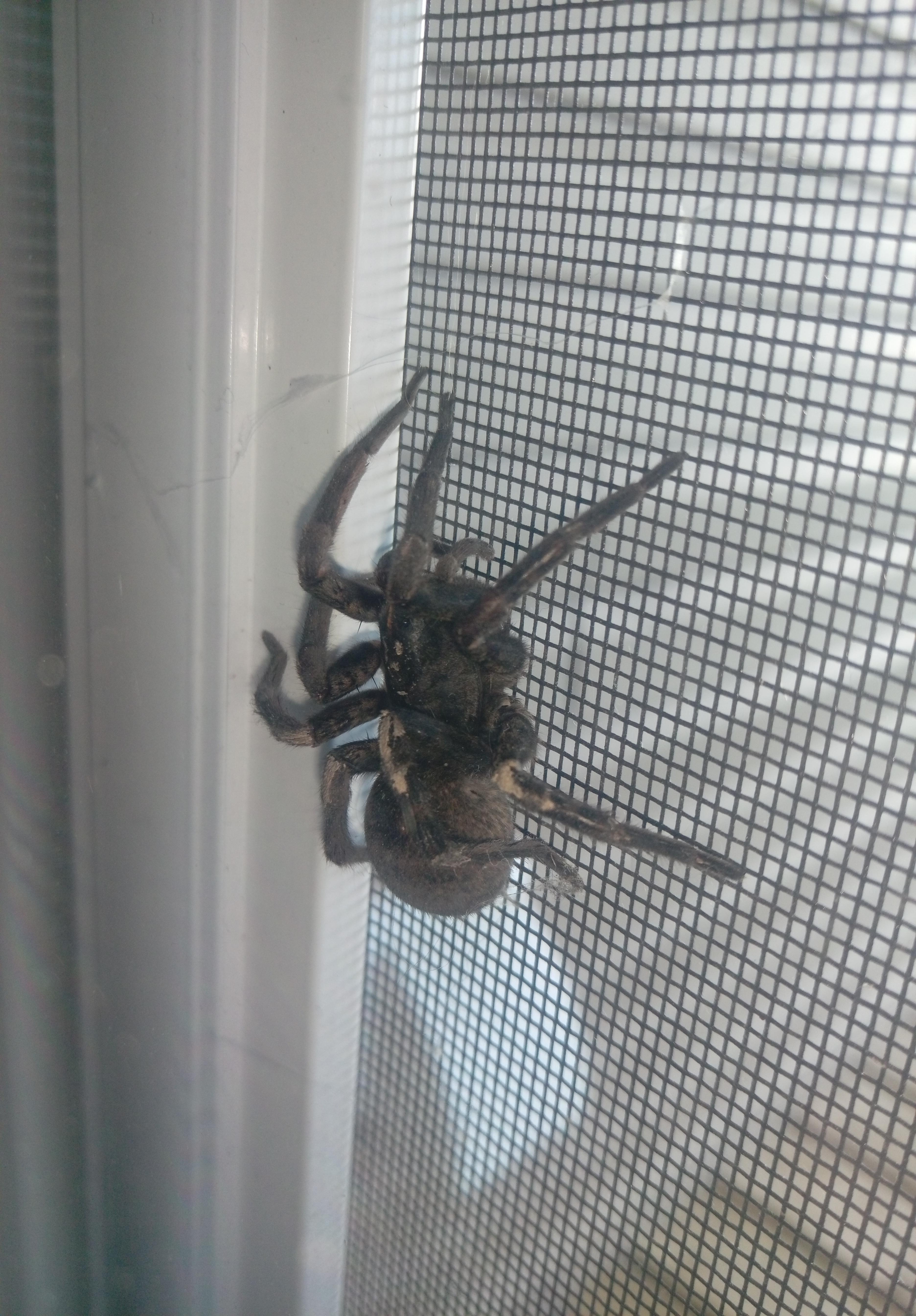 What kind of spider is this? Southern Ontario Canada. r/spiders