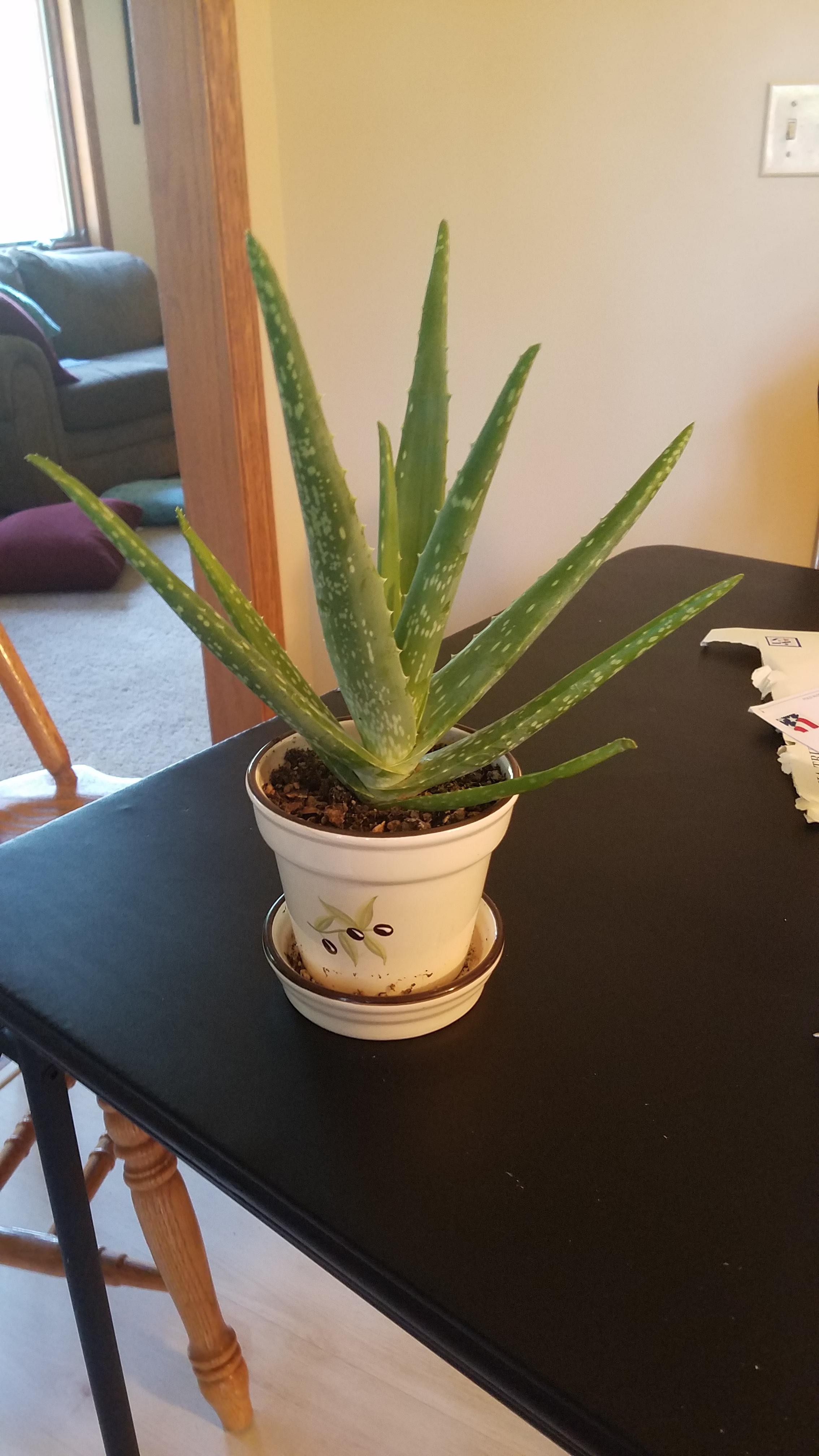 Does my aloe need a bigger pot?