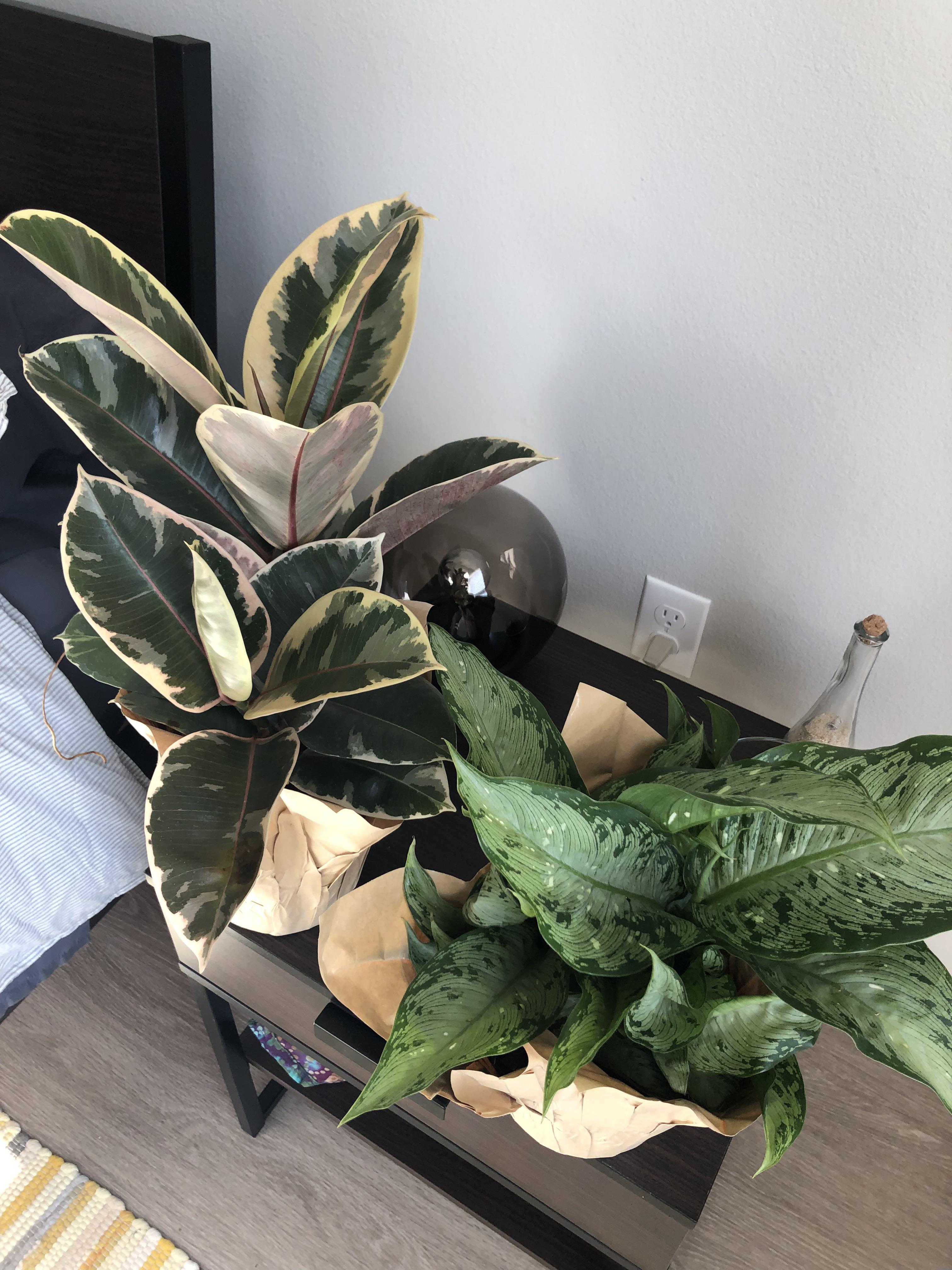 10 plants at my local Kroger! Variegated Rubber Plant on the left