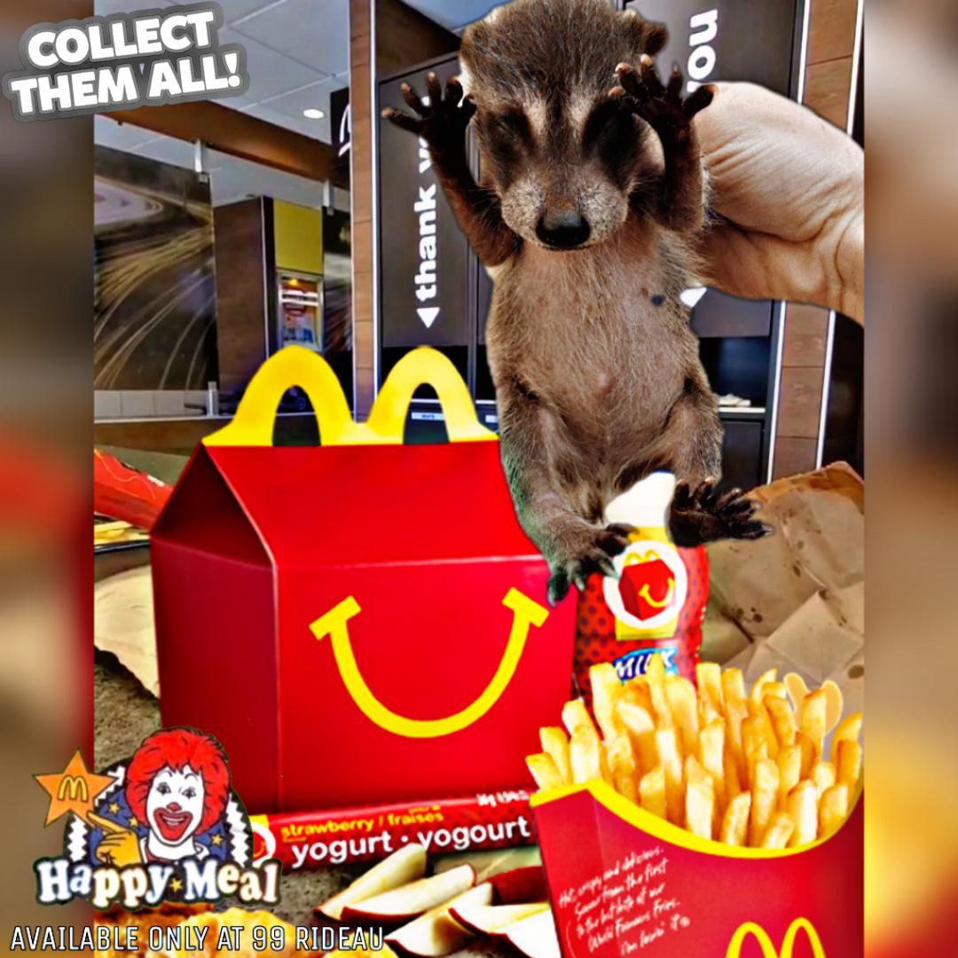 Raccoon Meat? Seems a bit pricey OttawaRaccoons