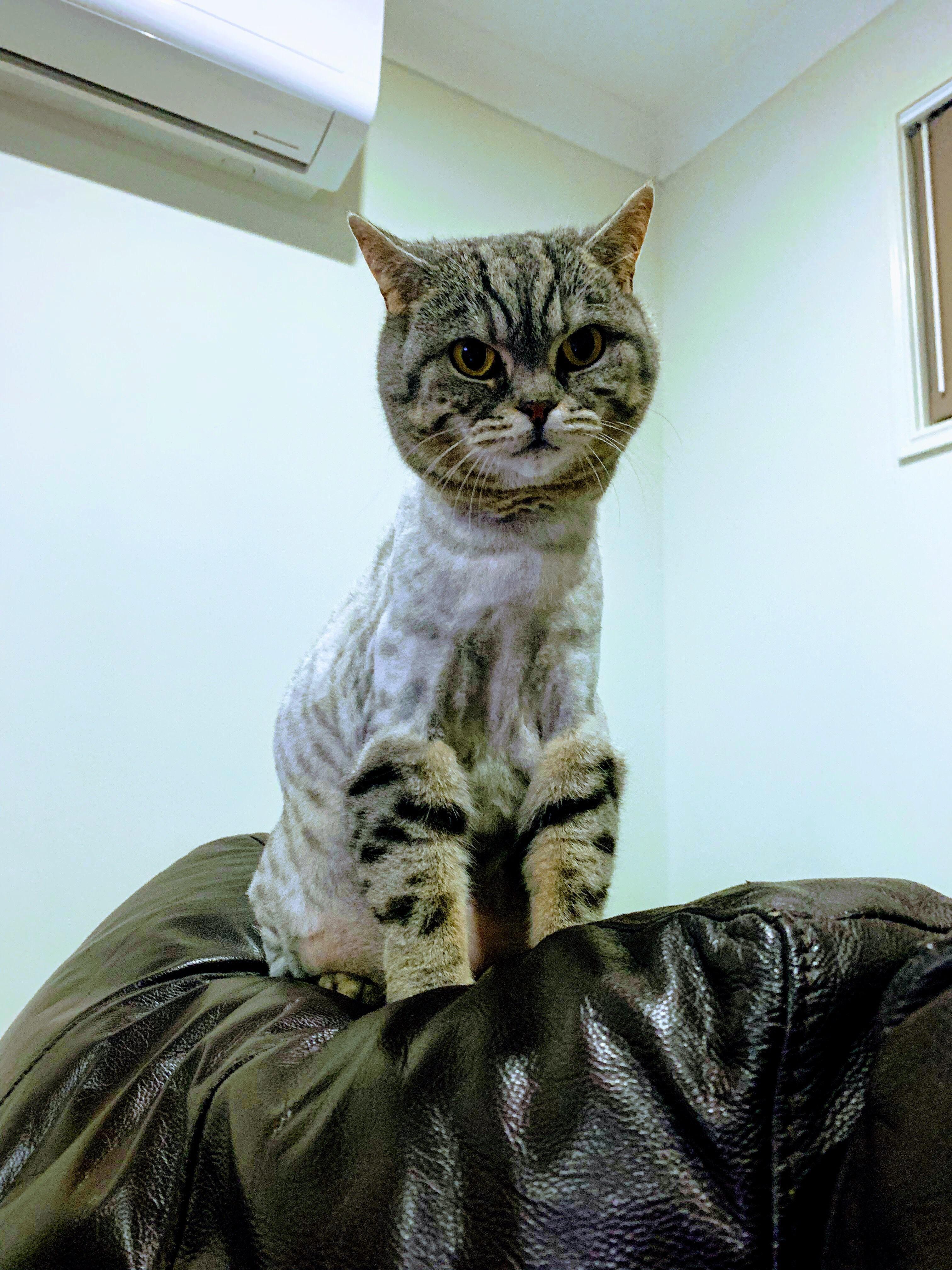 I take your bobble head cat and raise you Pebbles the shaved British