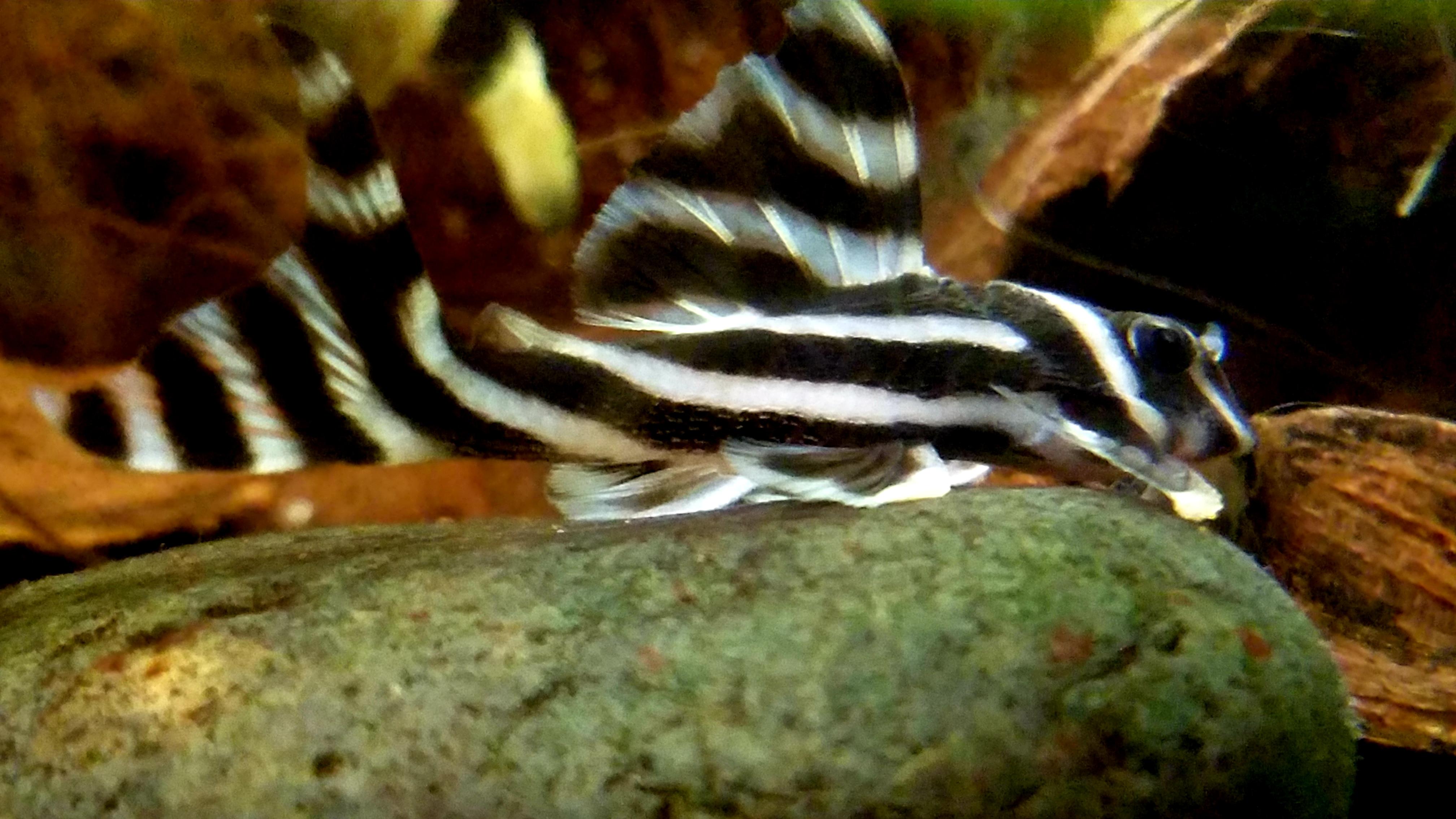 Zebra pleco r/Aquariums