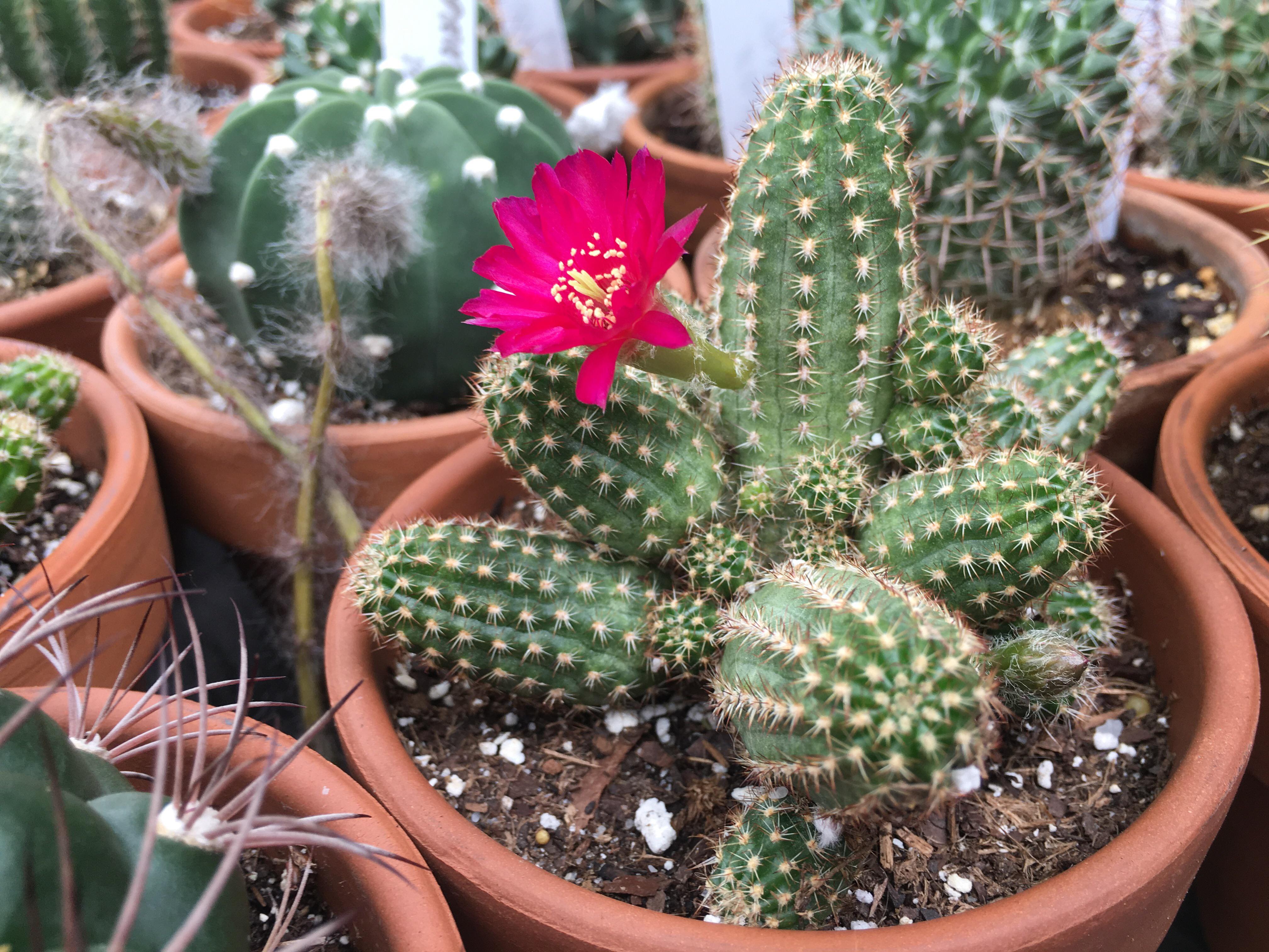 Is this Echinopsis ‘Rose Quartz’? r/cactus