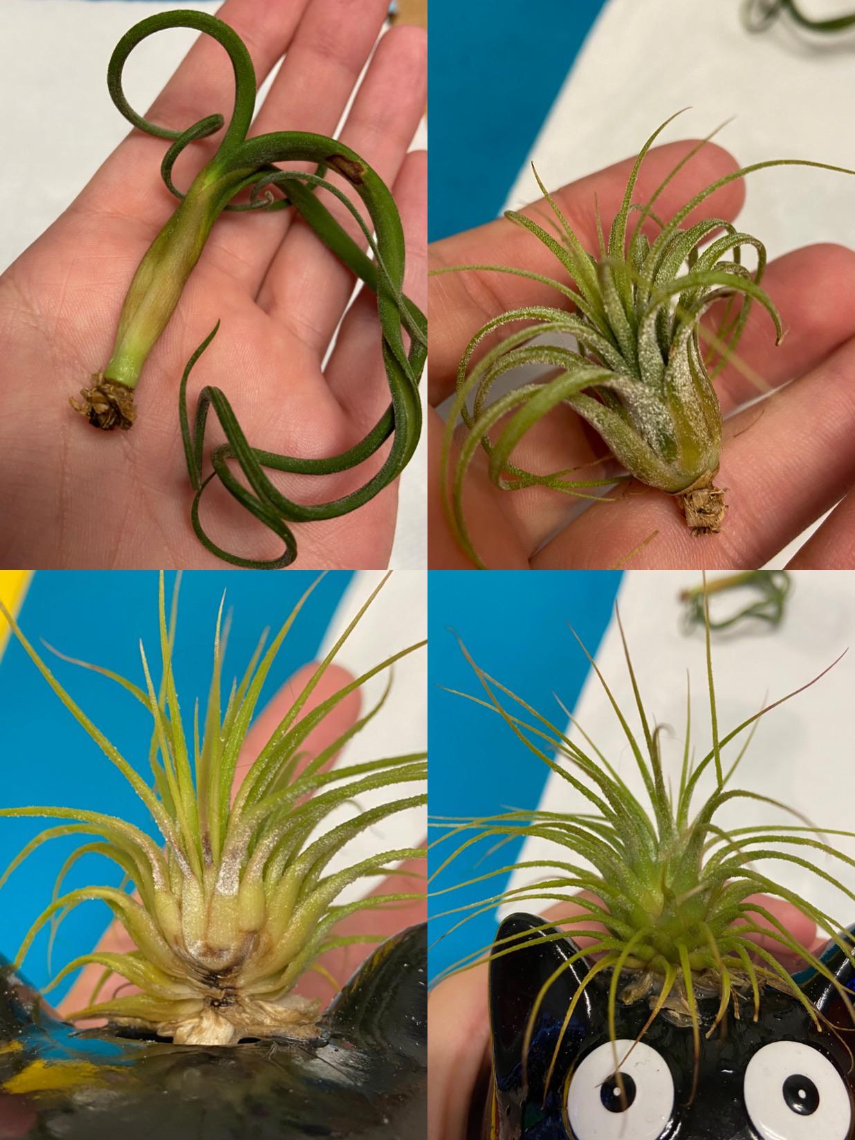 Are my air plants dead? I adopted these 3 little guys from an old