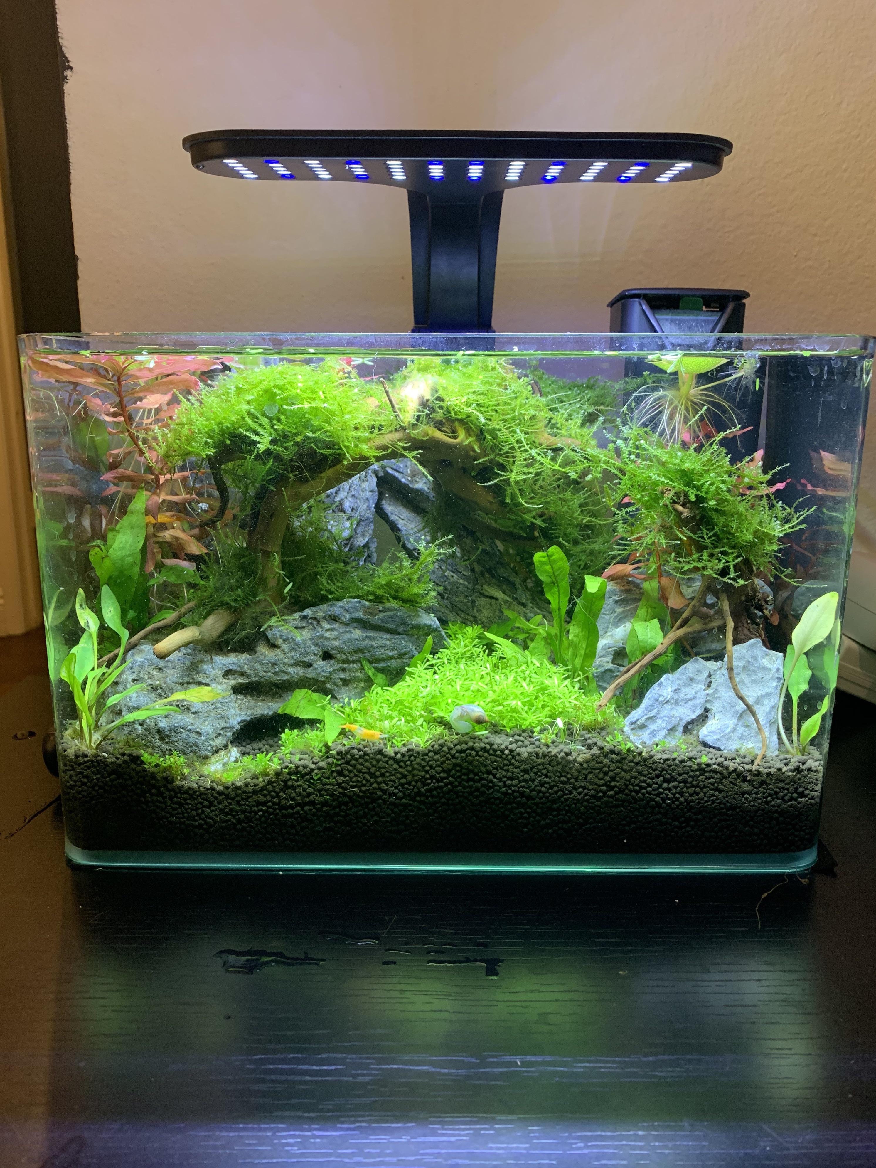 One month update on the planted nano tank! Everything is growing in