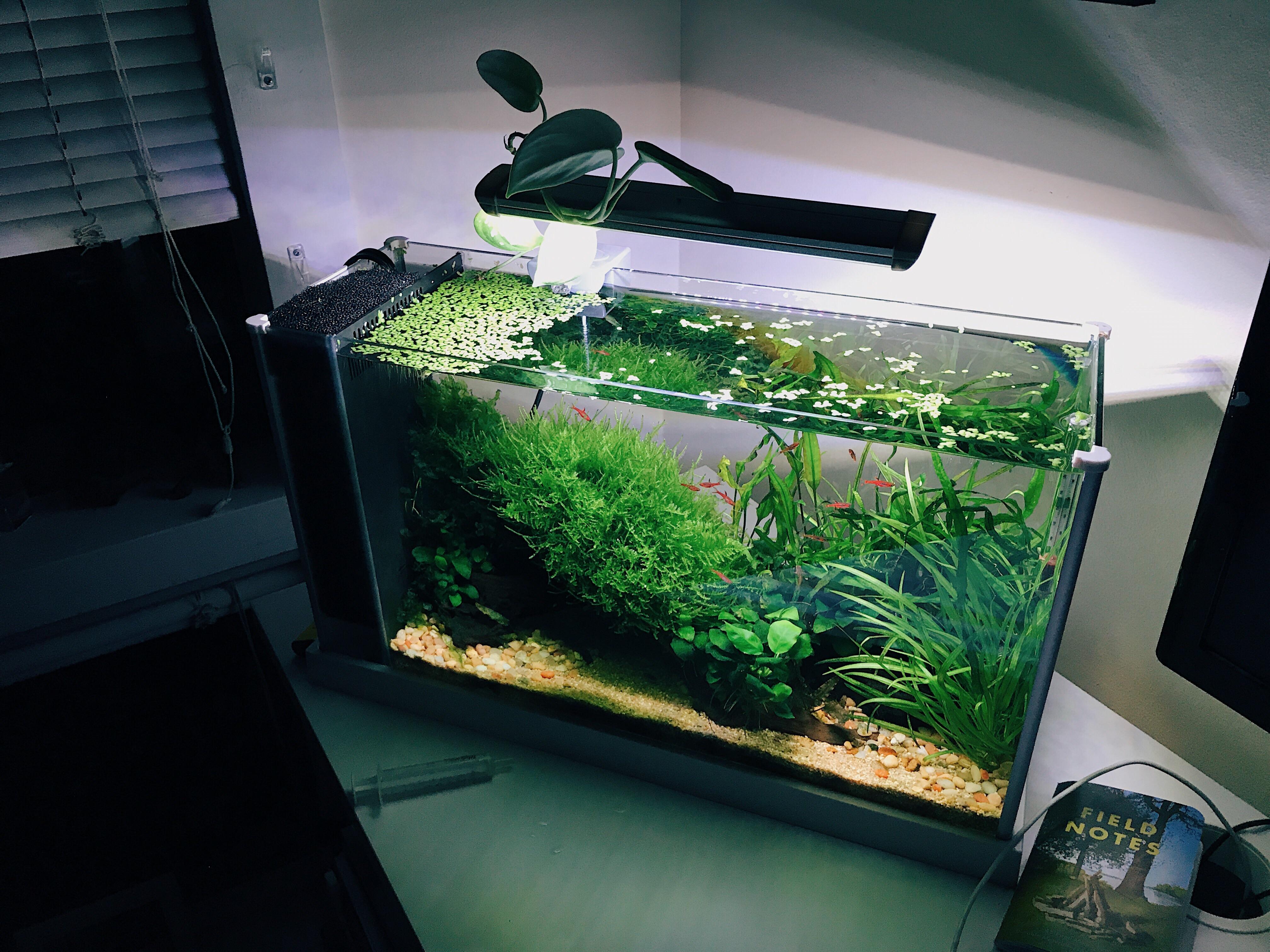 My 1yo Desktop Fluval Spec V r/PlantedTank