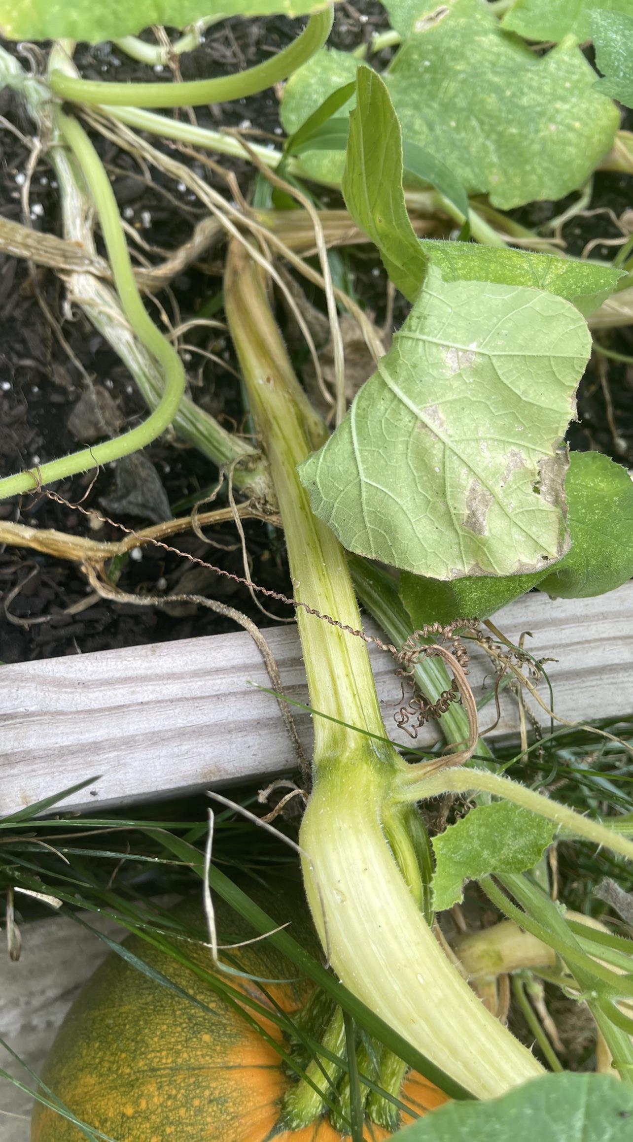 What’s wrong with my pumpkin plant? The vine seems to be turning yellow