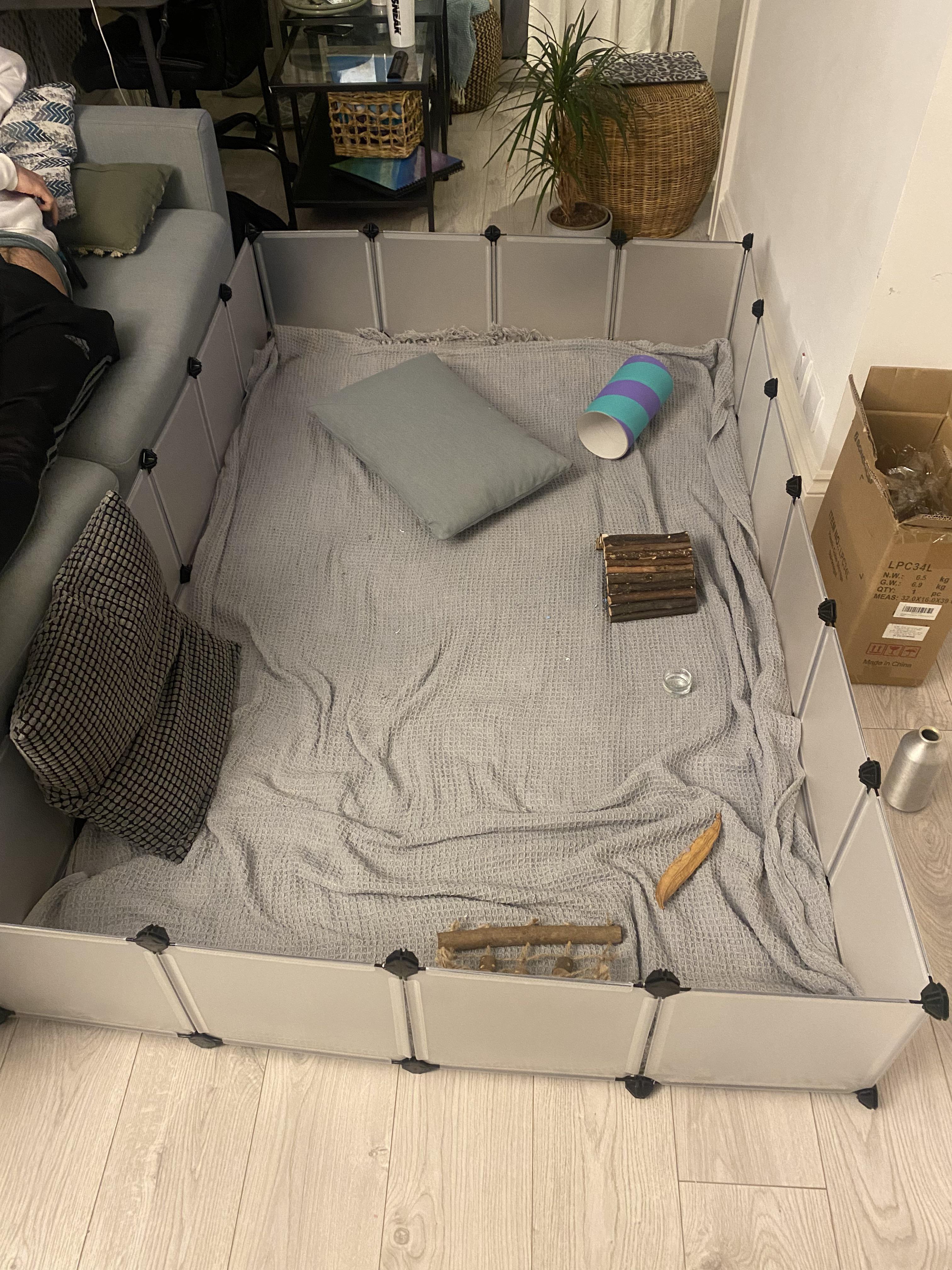 Hamster free roam pen any tips to keep her (Syrian ham) entertained