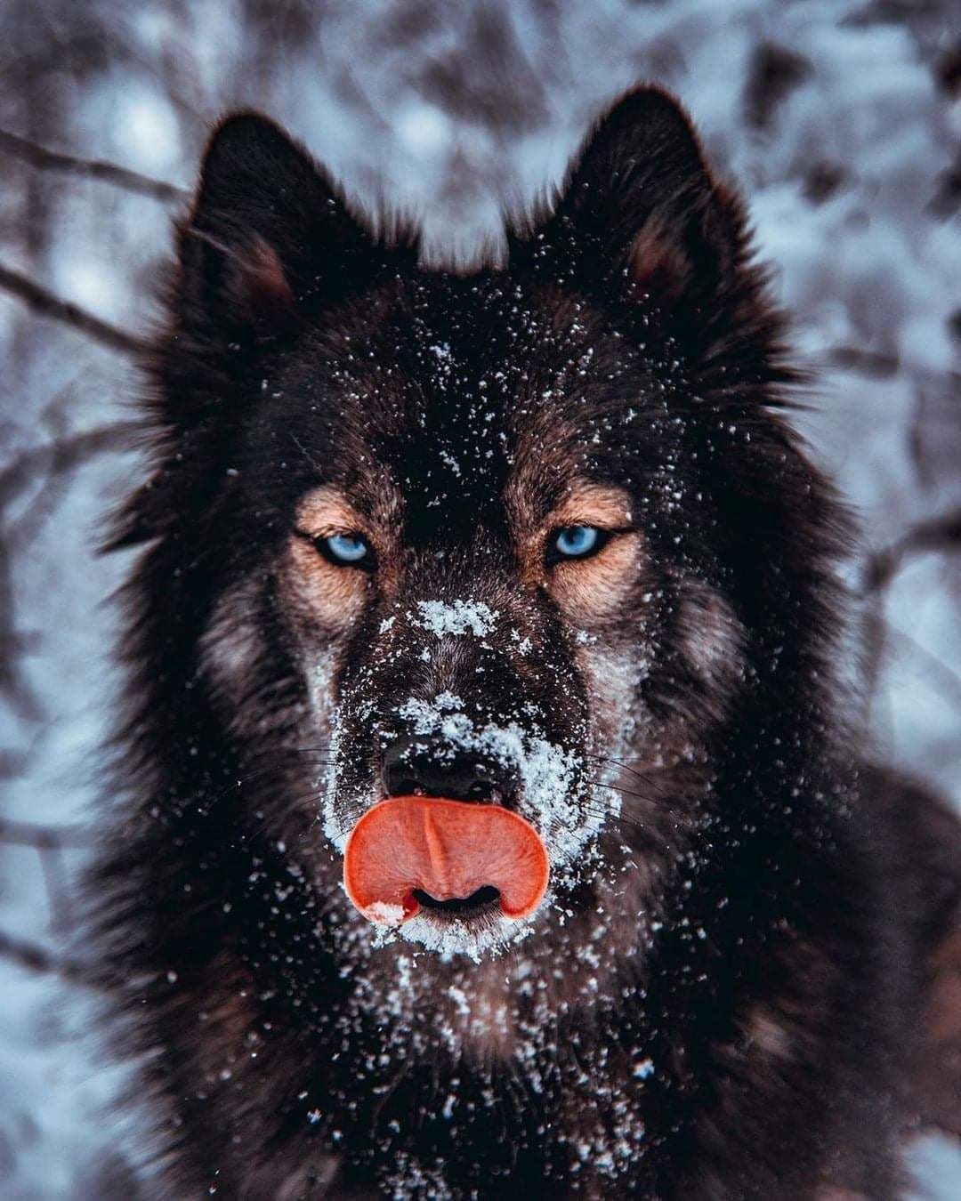 Beautiful dog/wolfdog [1080x1350] r/AnimalPorn