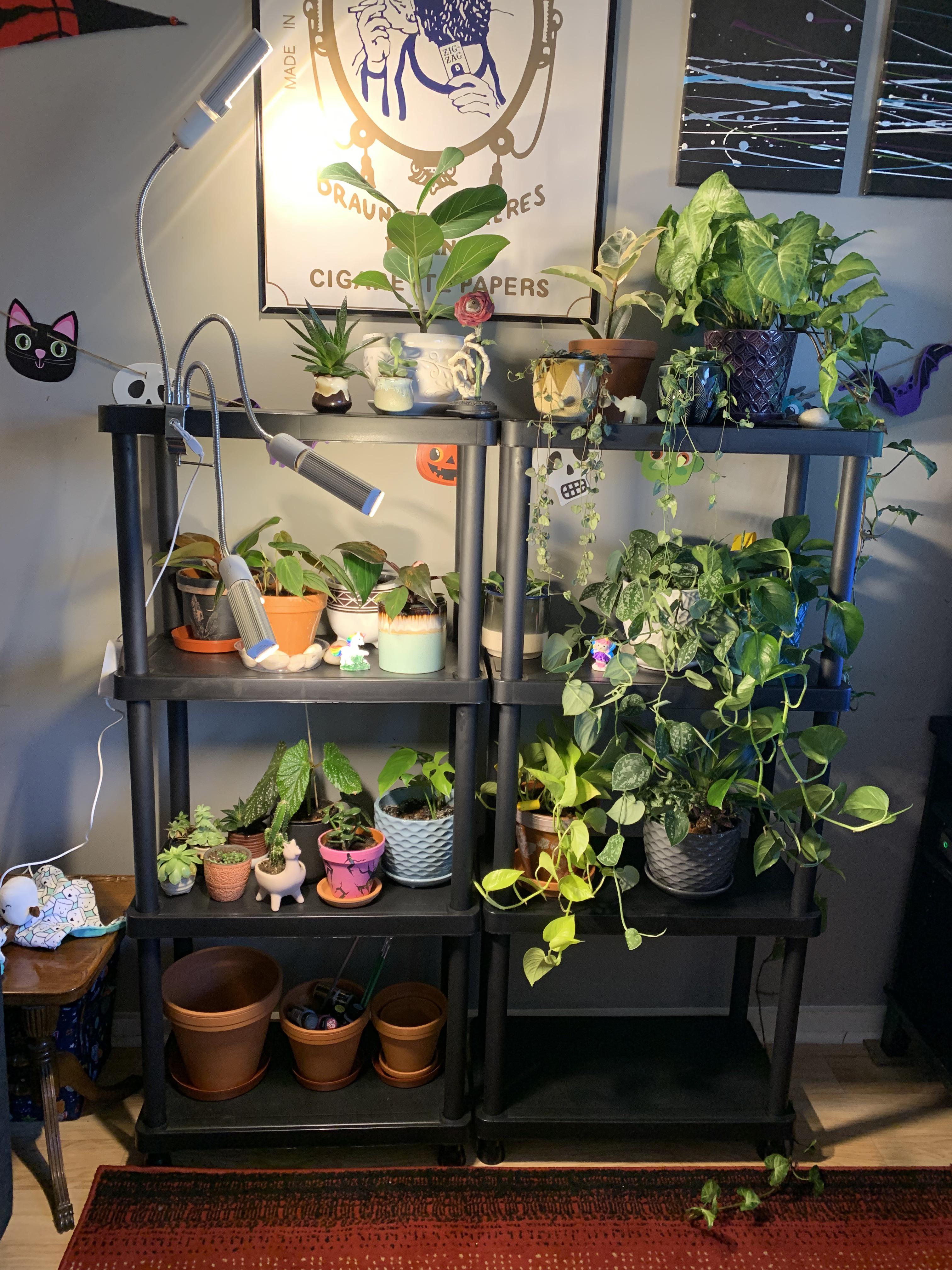 My new setup for winter since my plants couldn’t stay in my drafty