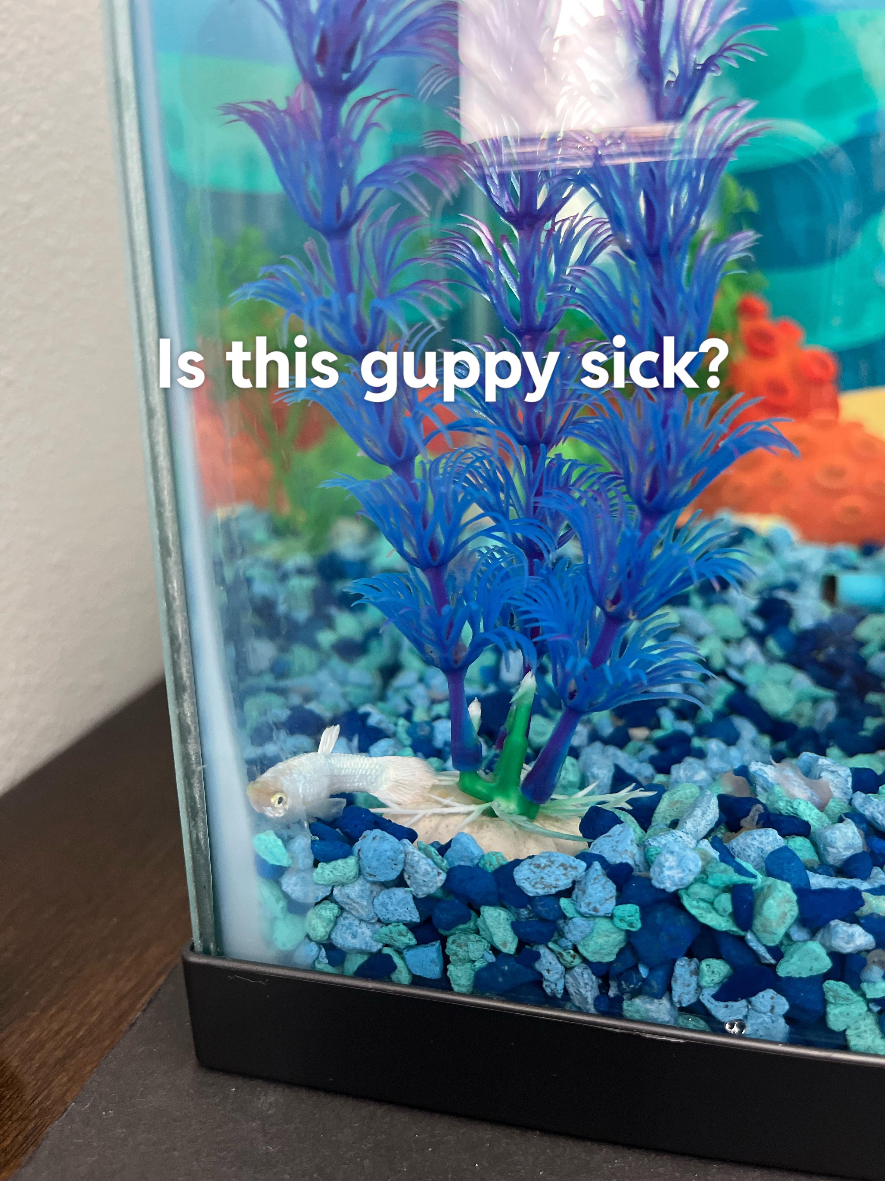 HELP Guppy staying at bottom of tank! I have 5 guppies , and this