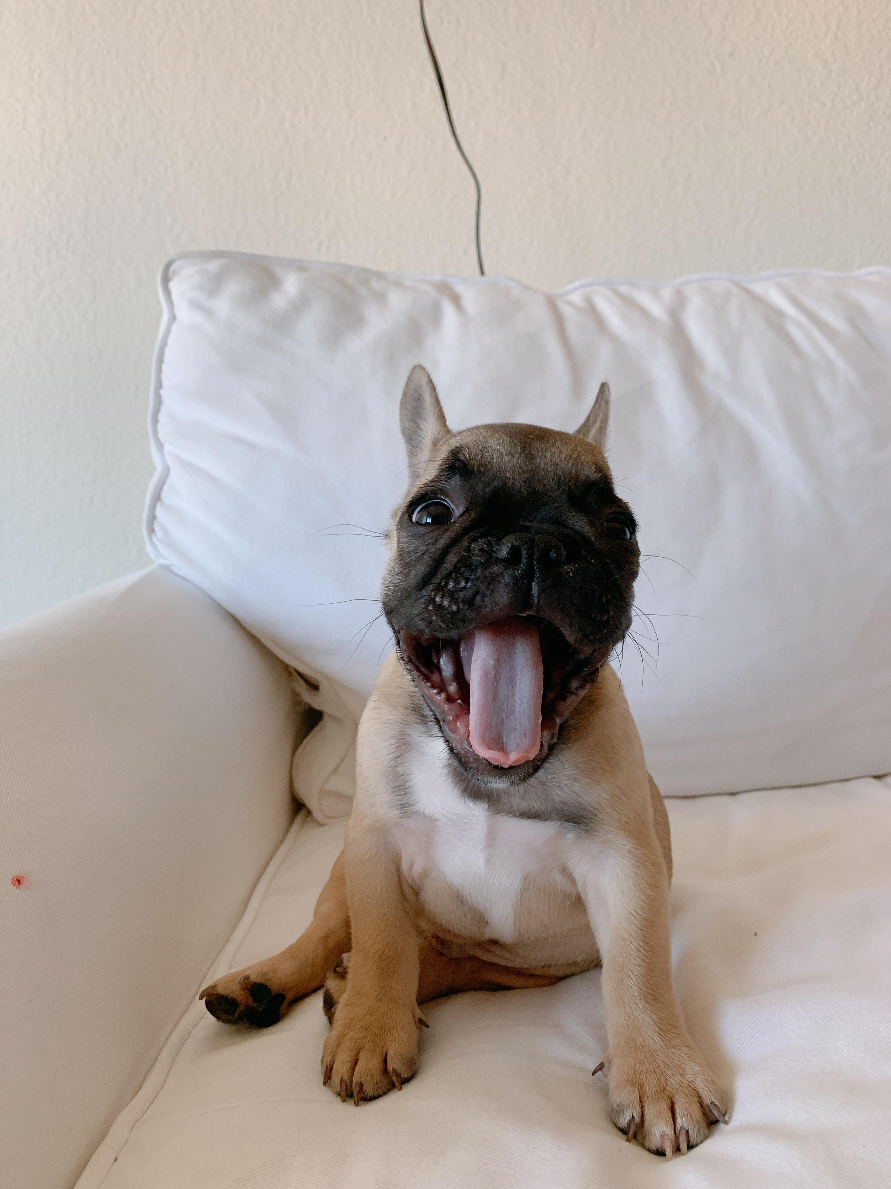 My new pup! Cashew. r/DOG