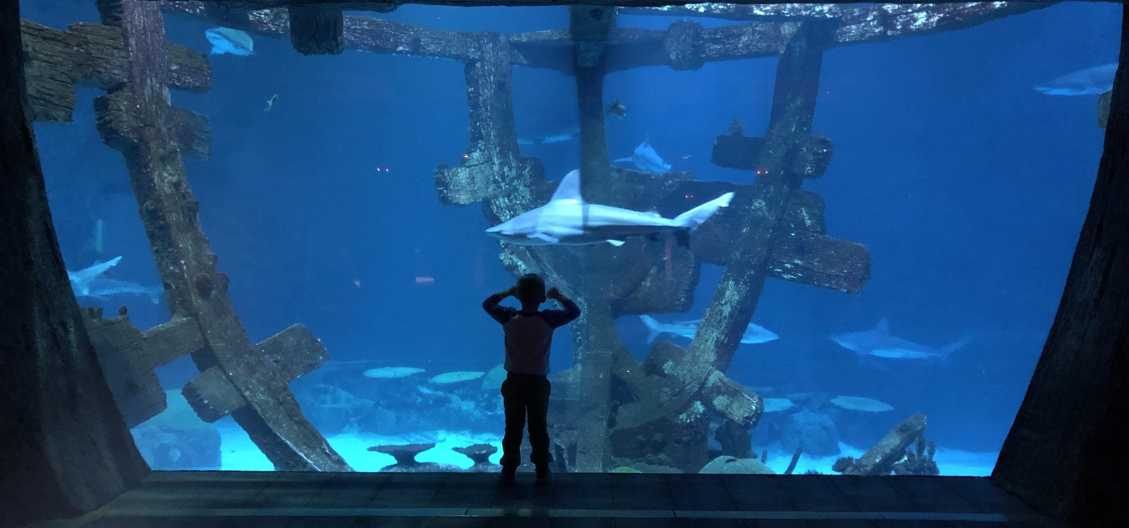 My 4 year old in AWE at the Mandalay Bay aquarium r/pics