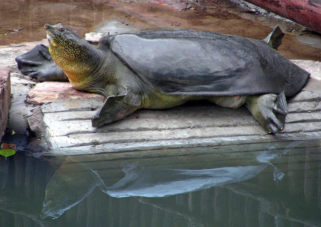 The Yangtze Giant Softshell Turtle (Rafetus swinhoei). So